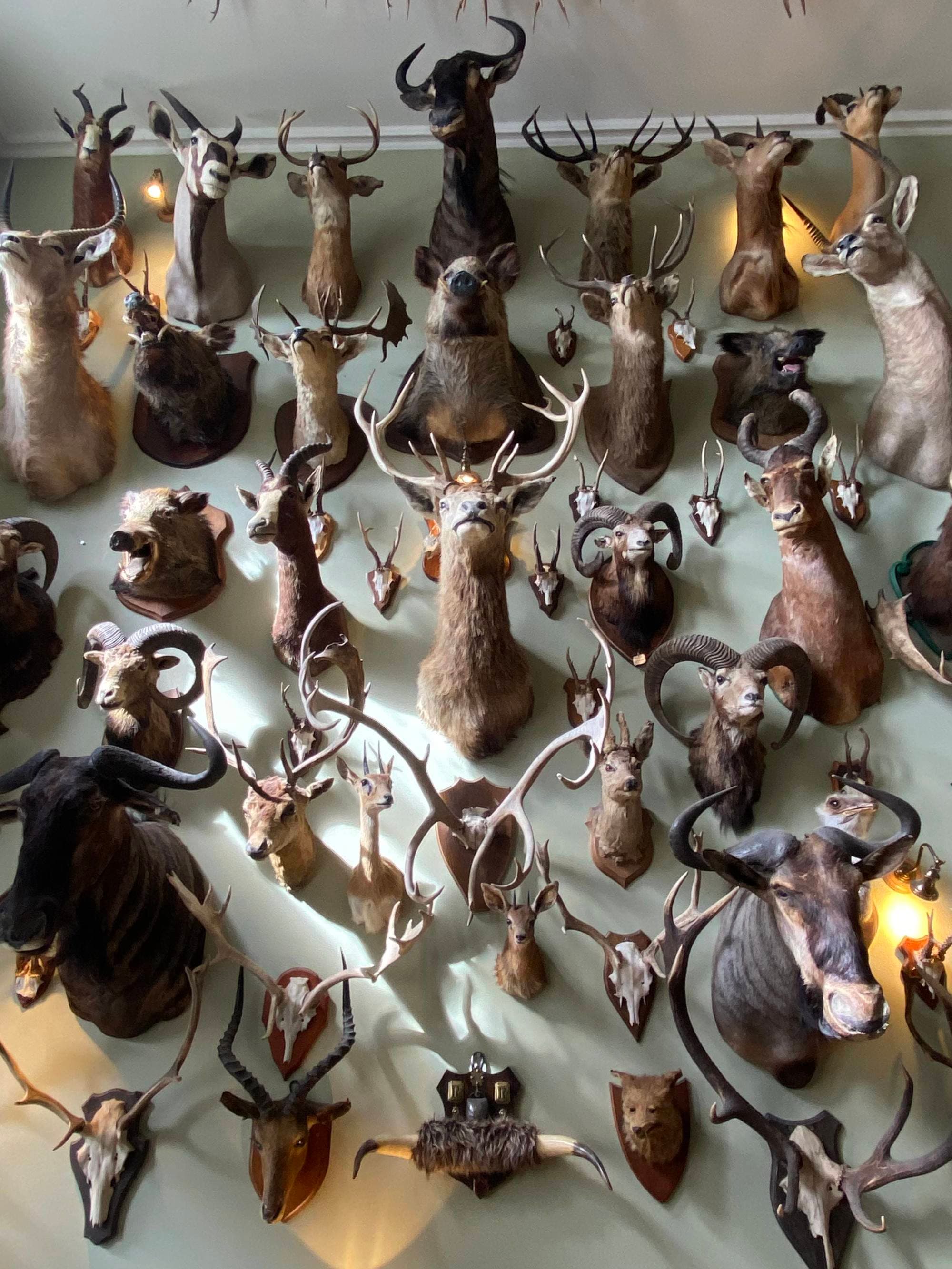 Wall of taxidermy animals.