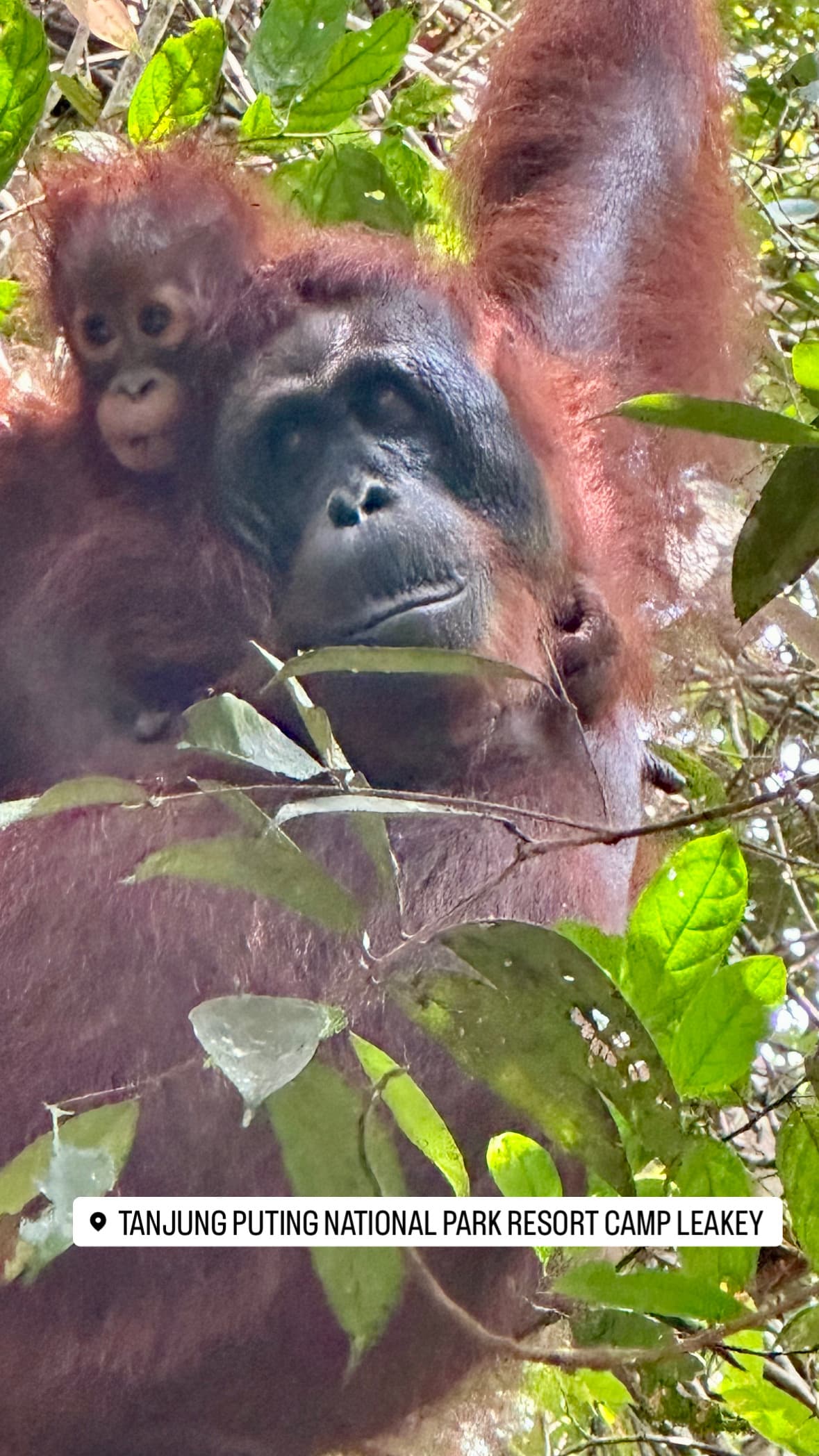 Orangutan and baby amid foliage.