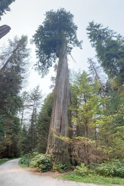 Tall cedar trees in Stanley Park - Mindy Levin