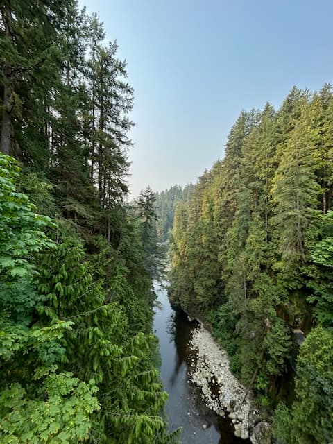 Scenery from Suspension Bridge - green trees next to a ravine - Mindy Levin