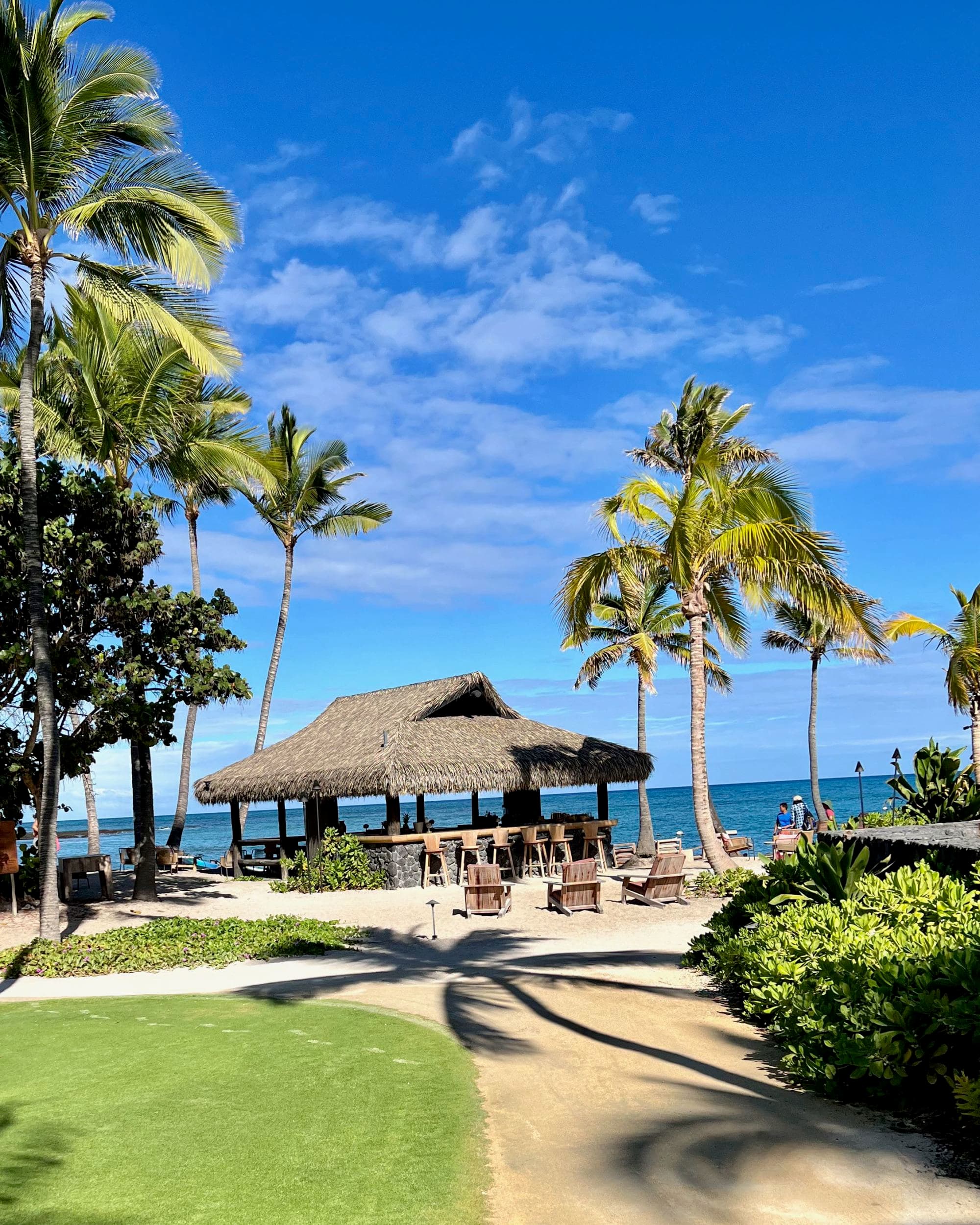 A straw-roofed seaside bar during the daytime surrounded by palm trees