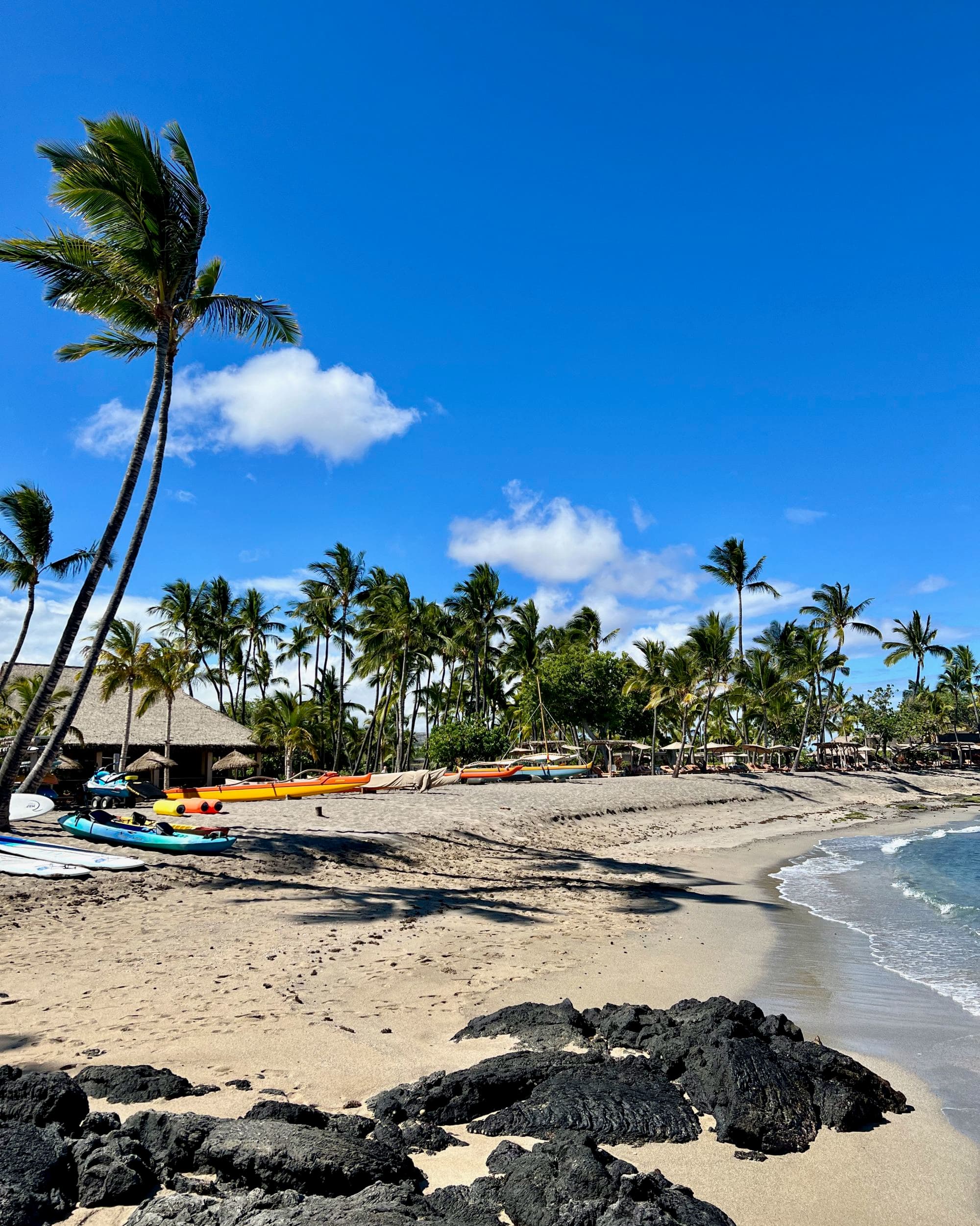 Palm trees surrounding a beach during the daytime