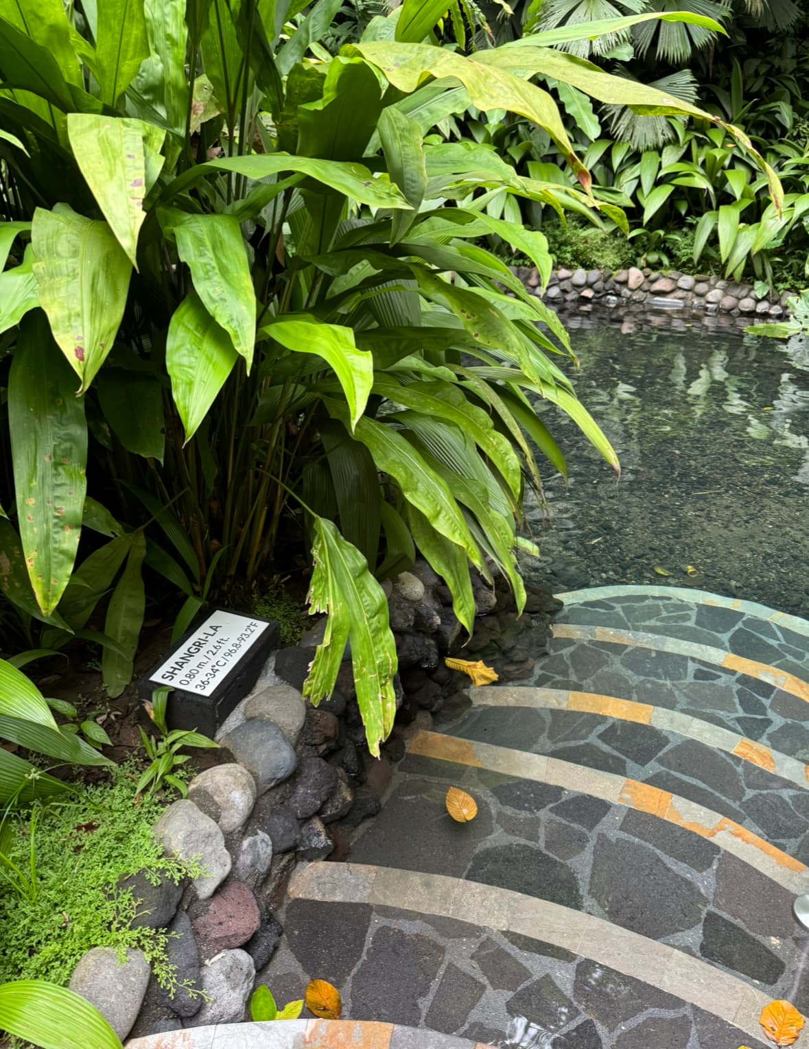 Shangra La at Tabacon Springs with steps down to the water surrounded by lush plants.