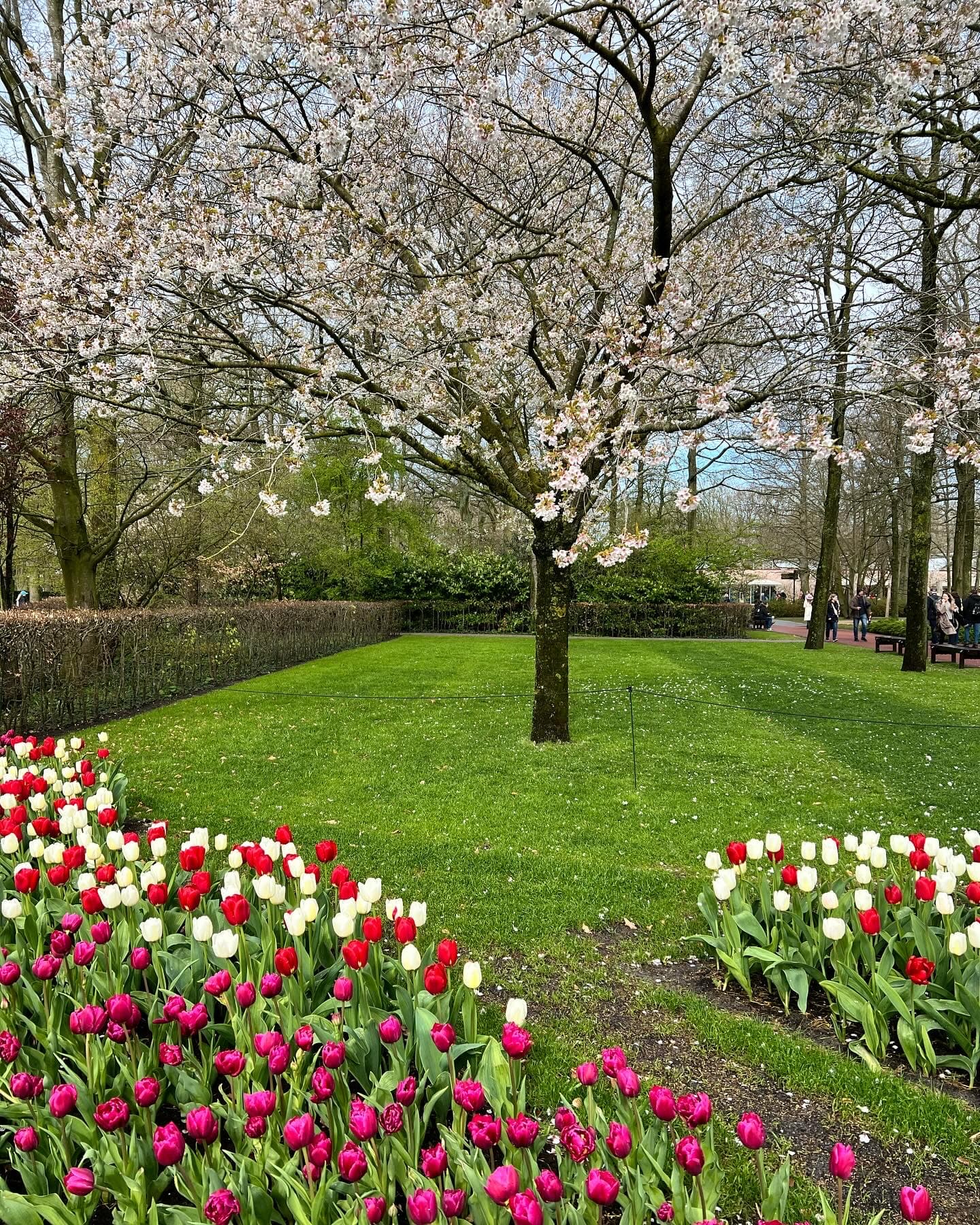 A field of tulips with a cherry blossom tree in the center