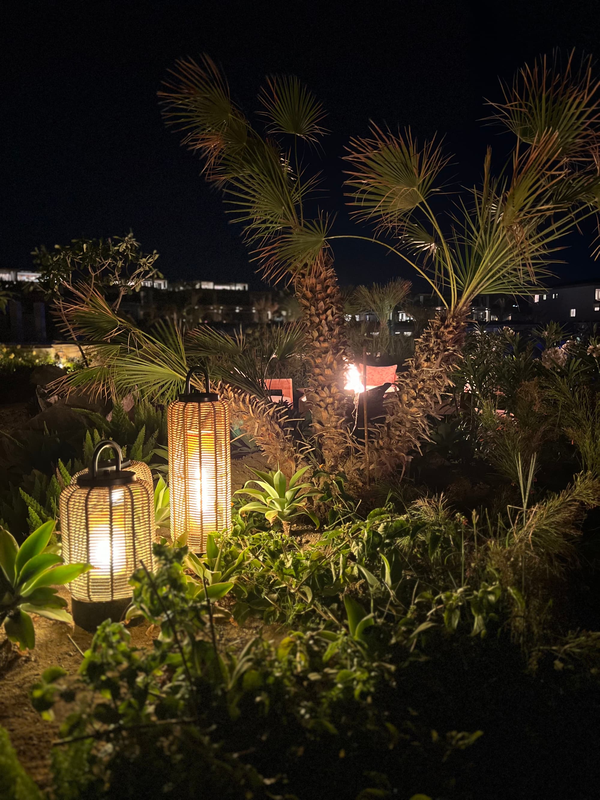 Night view of exotic trees and greenery with illuminated lanterns.
