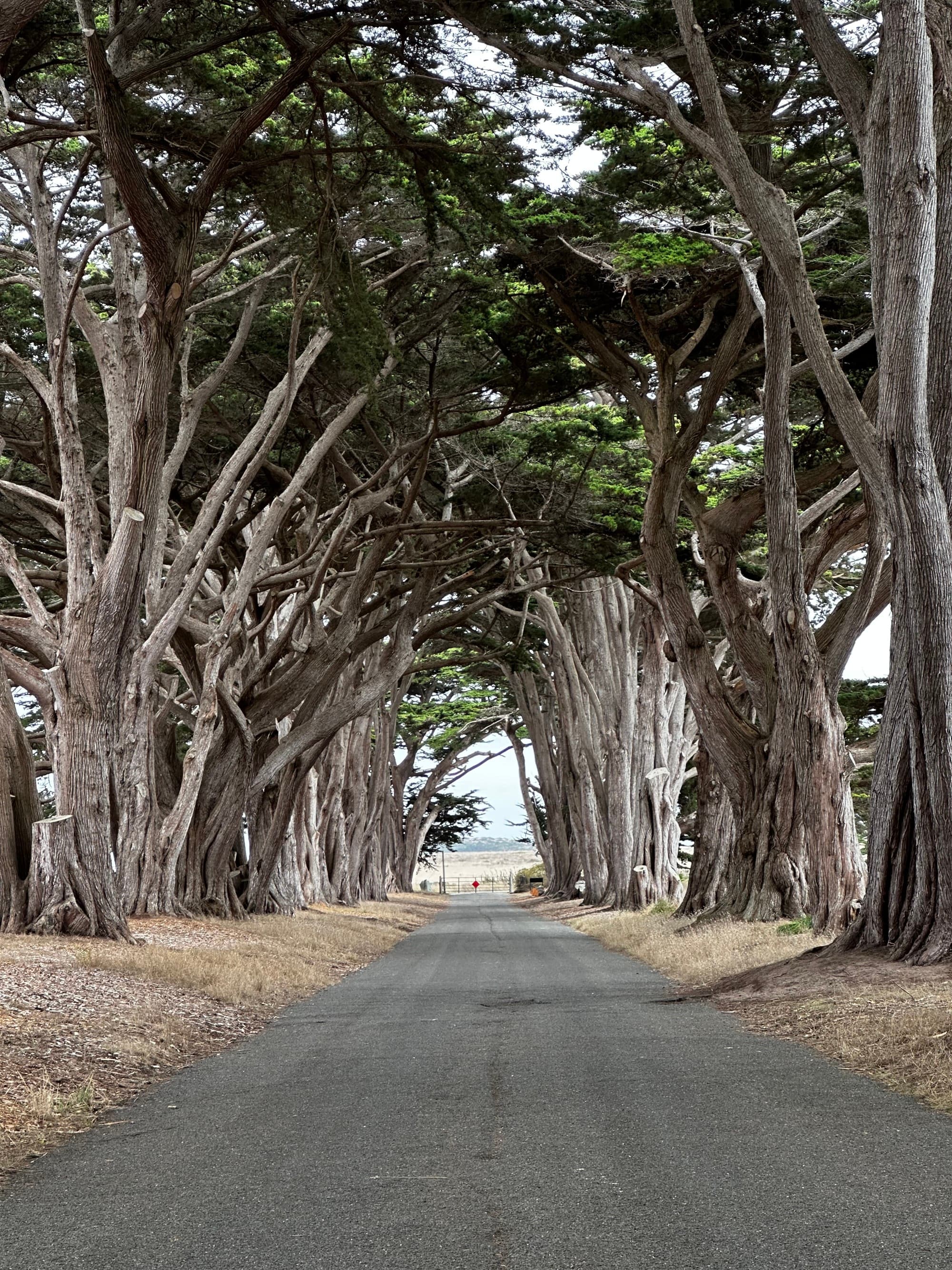 A road surrounded by trees during the daytime