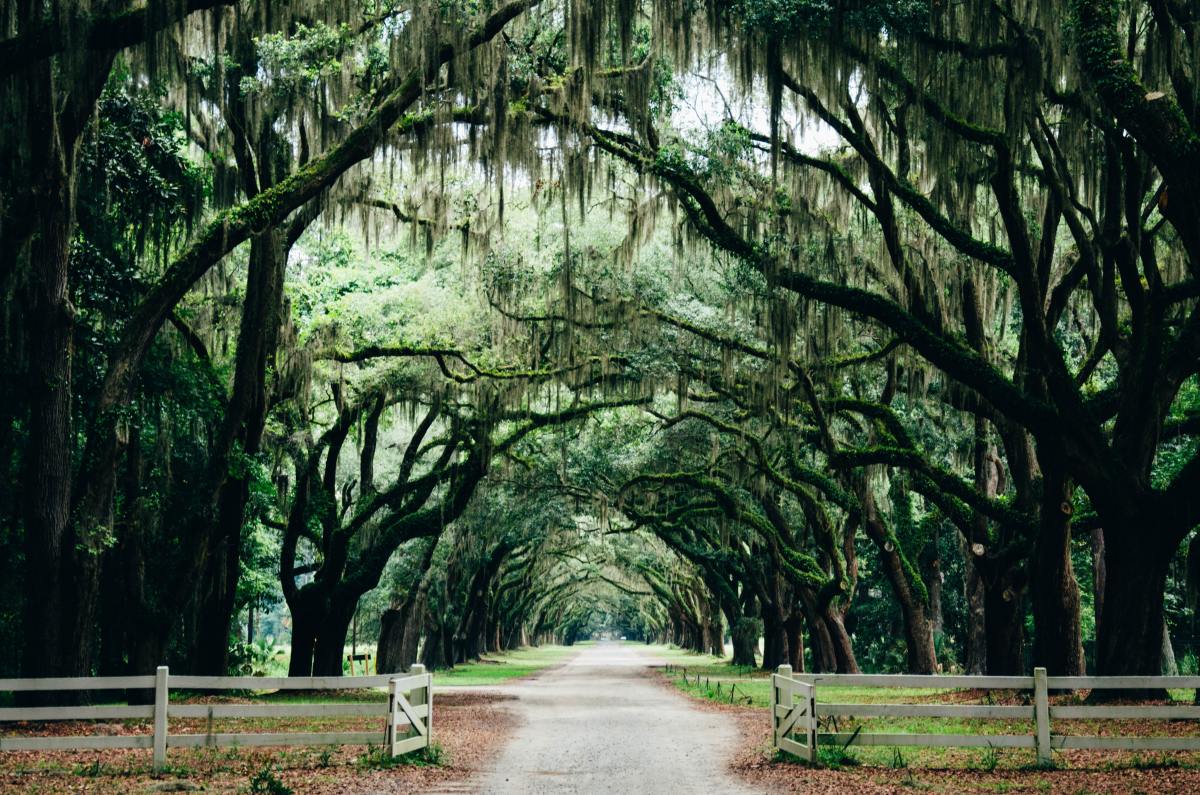 Shady walkway in forest of weeping willows in Savannah, Georgia on a bright day.