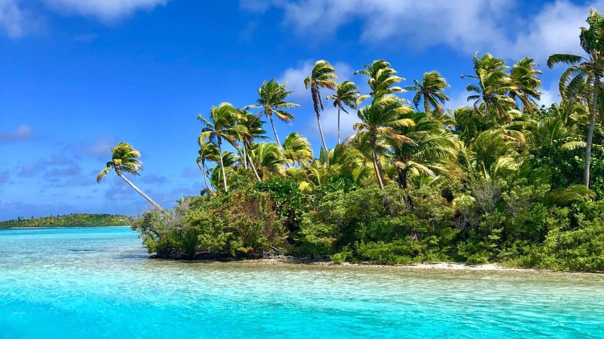 Green palm trees on a beach