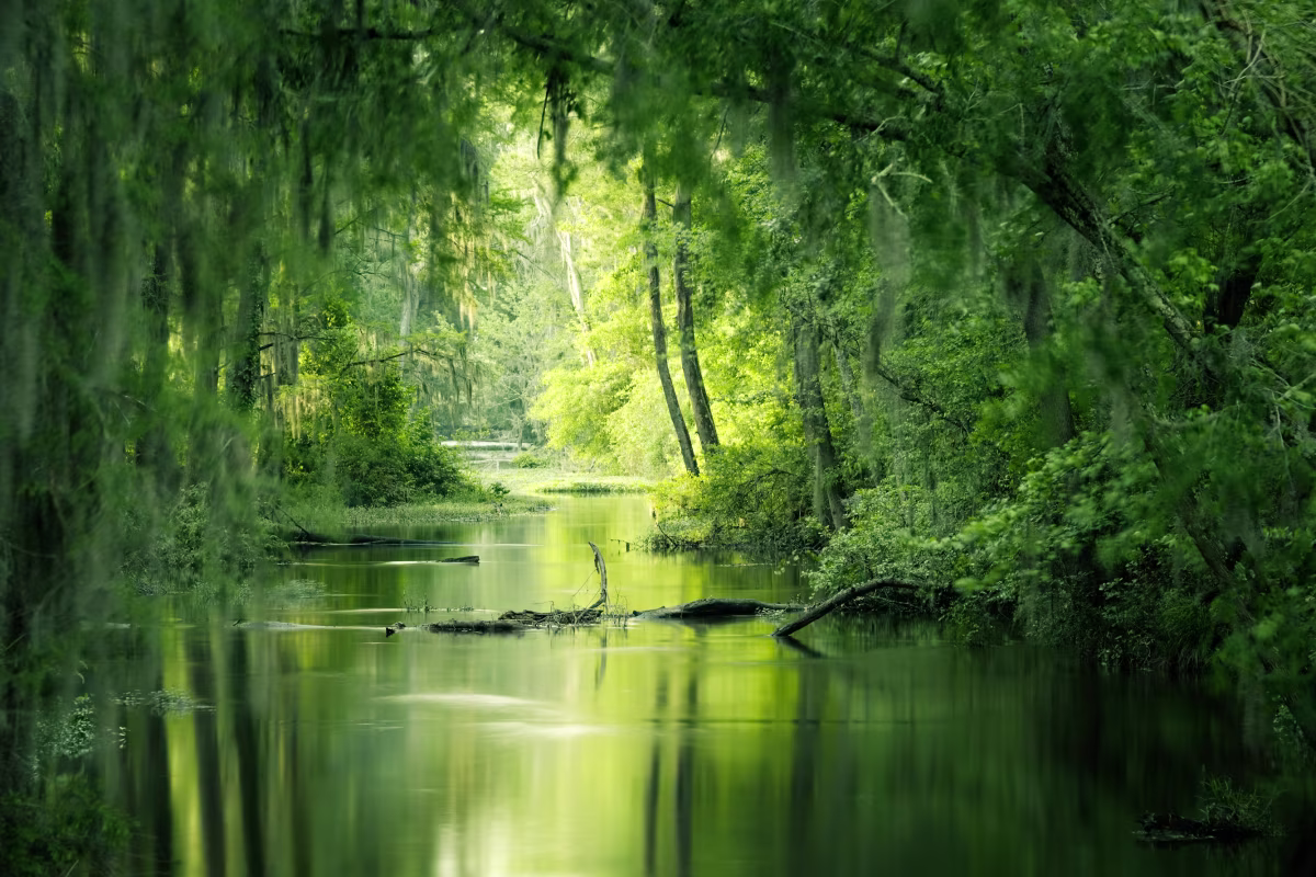 A photo of light shining through over a swamp with lush greenery on either side and over the top of it.