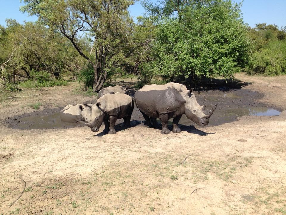 Two rhinos next to a a mud puddle during the daytime