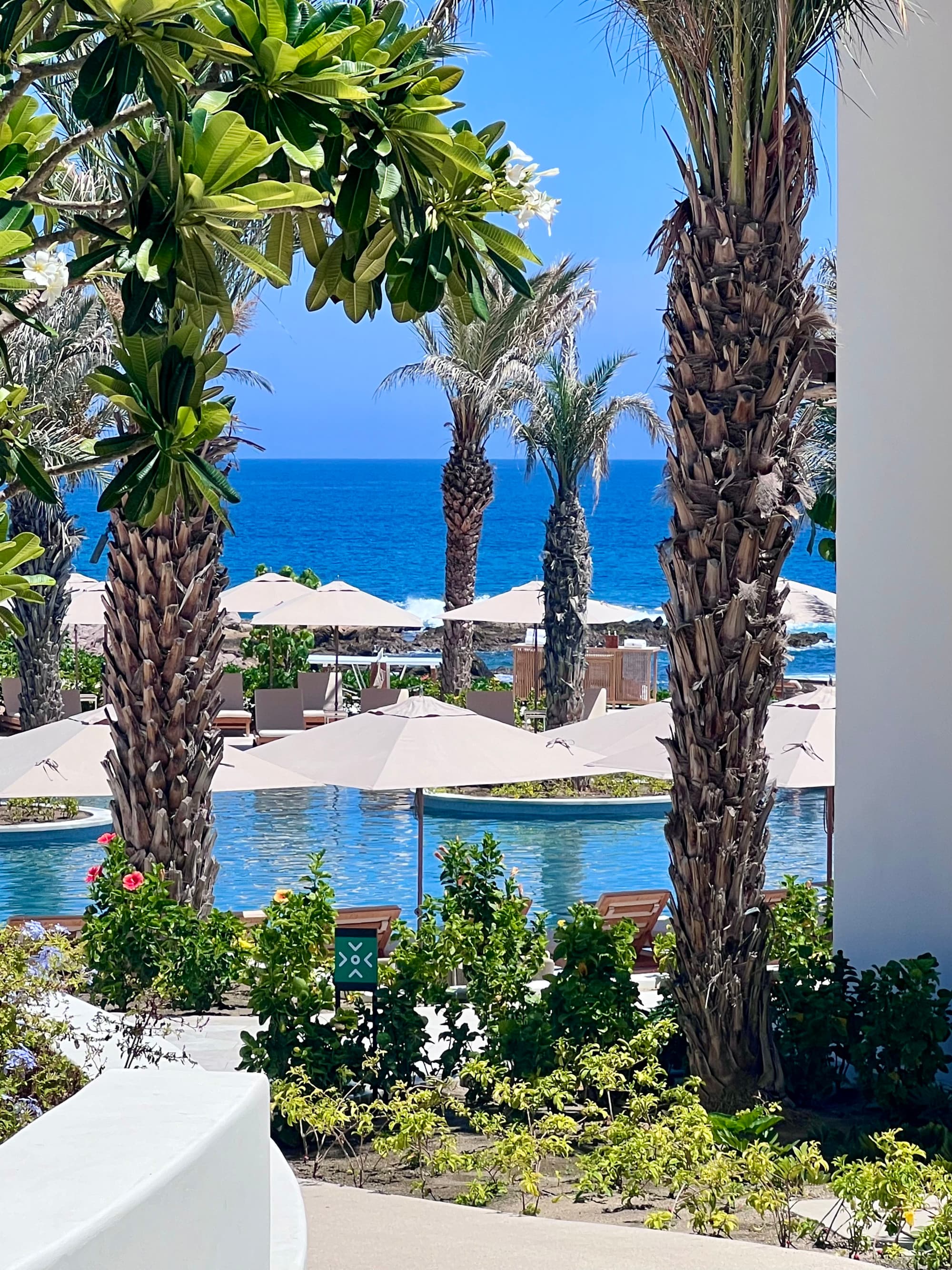 A view of the pool area of a resort with white umbrellas and palm trees and the ocean behind.