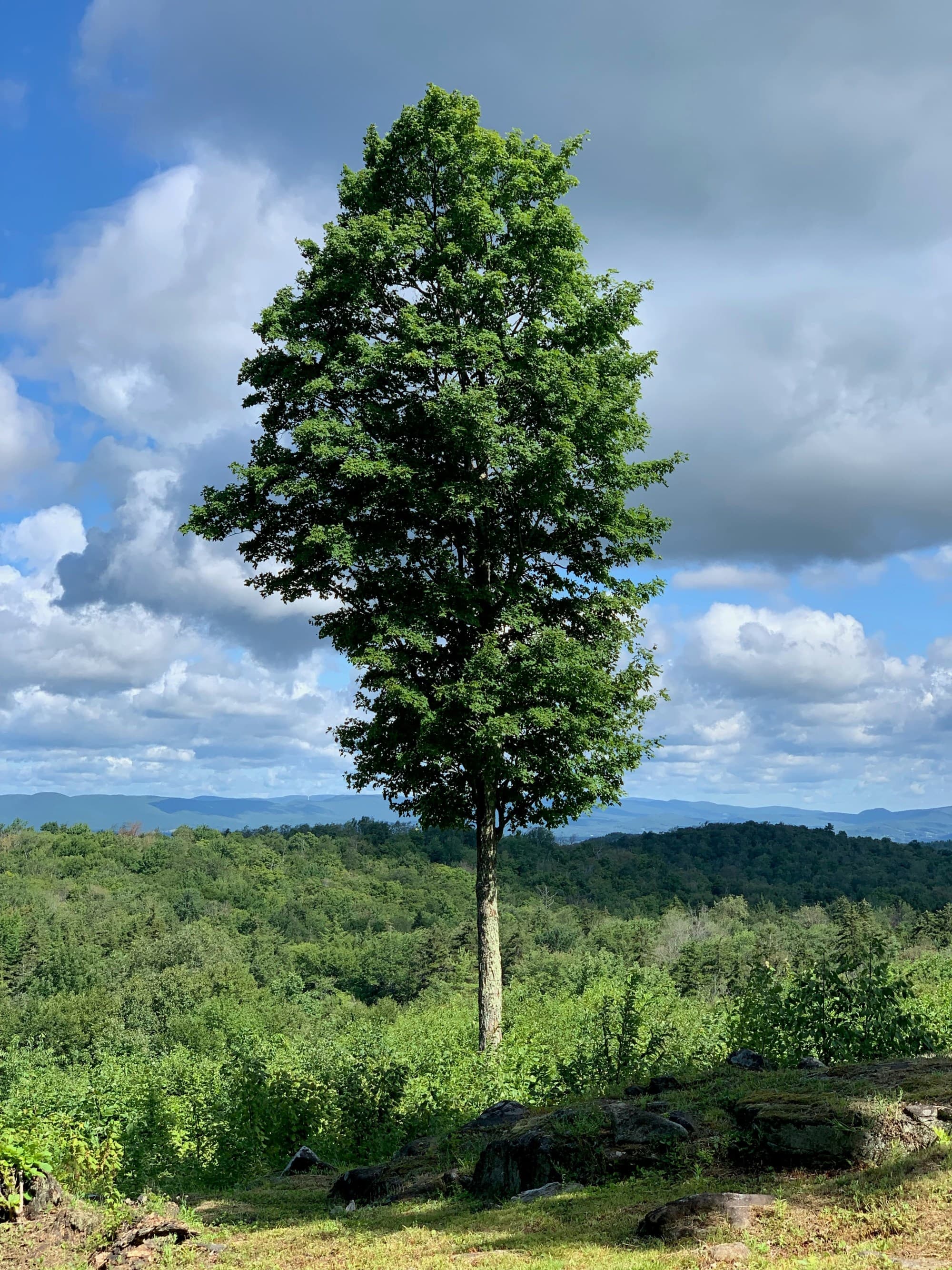 A tree in the middle of a green grassy field with cloudy blue skies overhead.