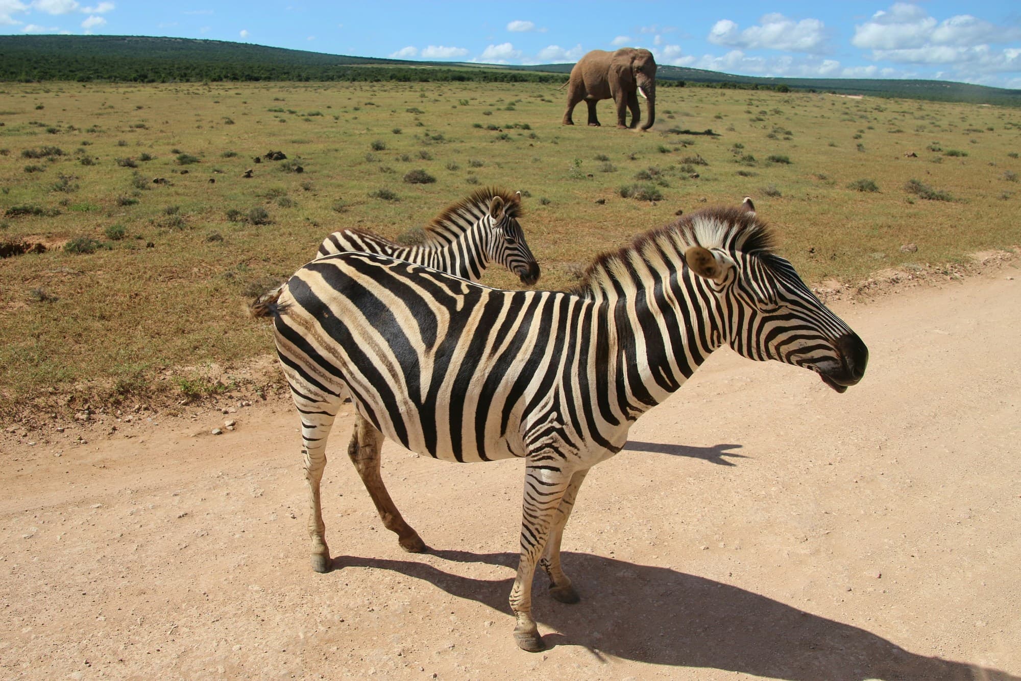 Two zebras and an elephant in a field during the daytime