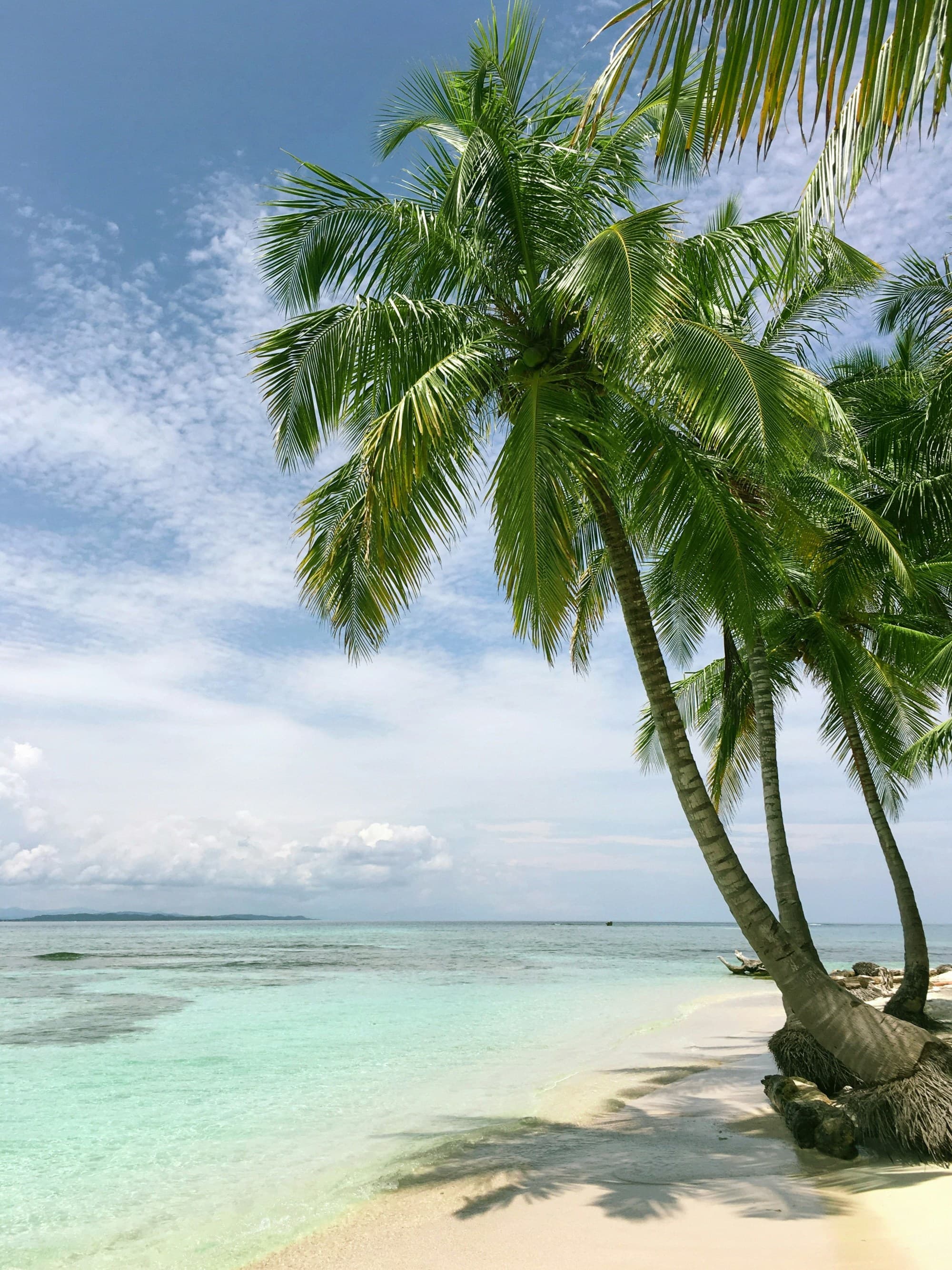 A view of a white sand beach, palm trees and calm clear blue water on a sunny day.