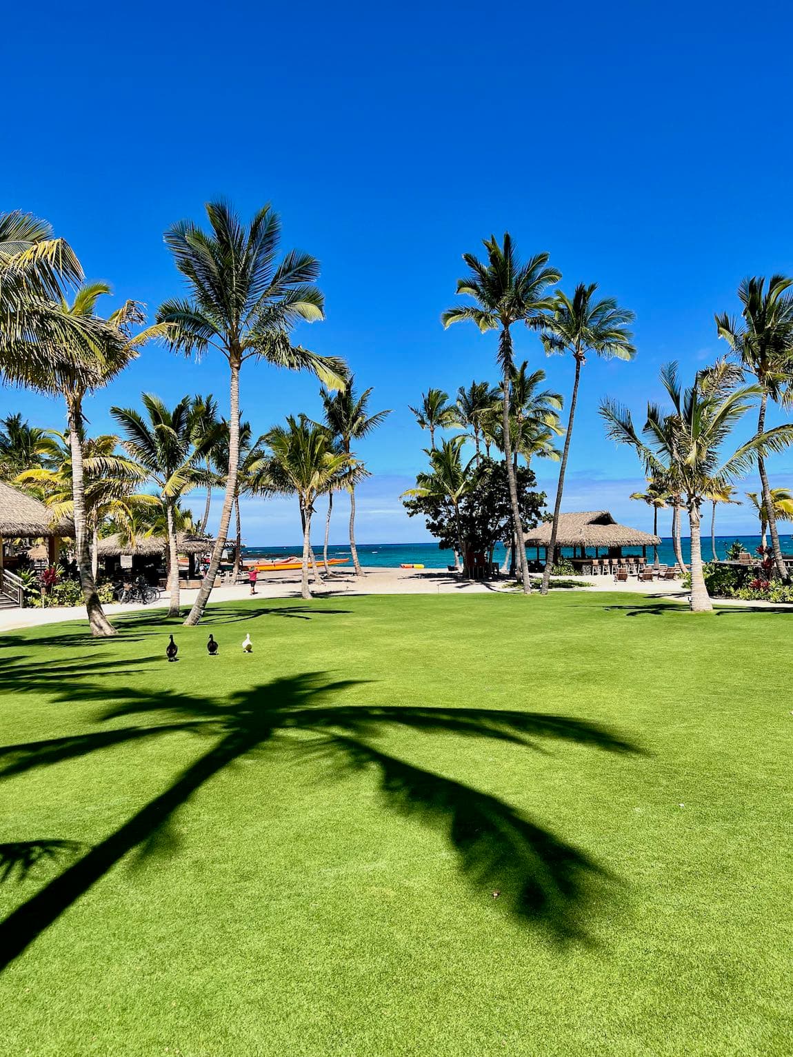 Palm trees surrounding a green lawn during the daytime