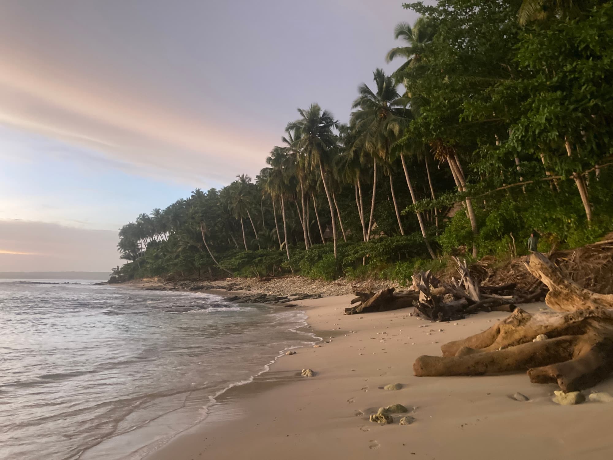 Beach at sunset with green palm trees and calm water.