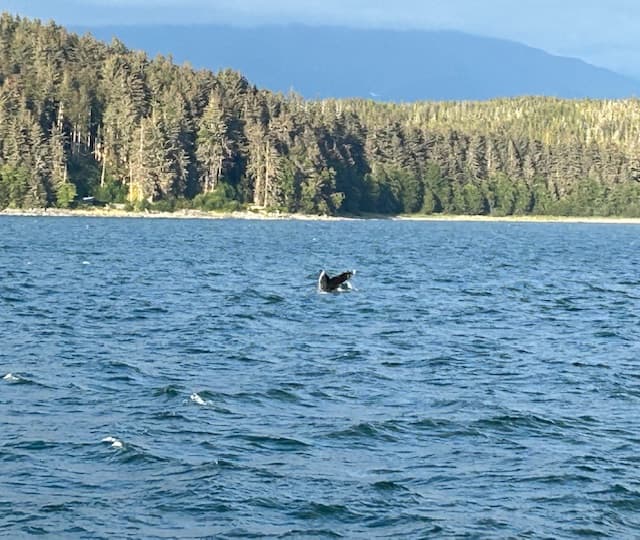 A whale tail sticking out of the water, with a line of green trees surrounding it. - Mindy Levin