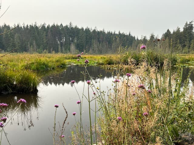 Beaver Creek in Stanley Park, with shrubs and trees surrounding a stream - Mindy Levin