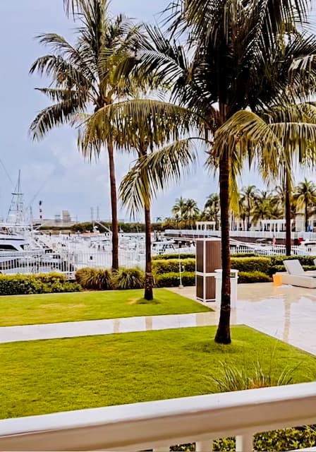 View of palm trees with a marina in the distance