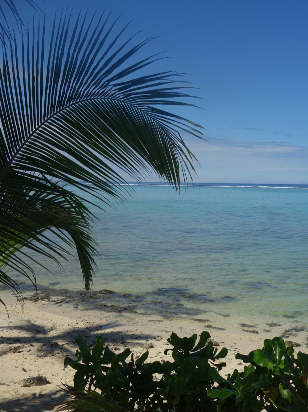 A beach with a large palm tree in the foreground.