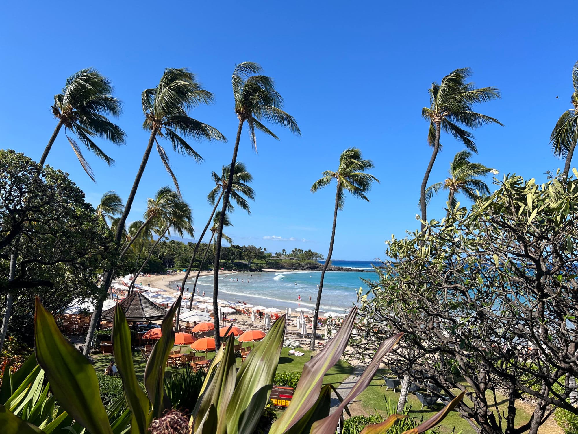 Trees and hedges with a view of the beach in the distance during the daytime