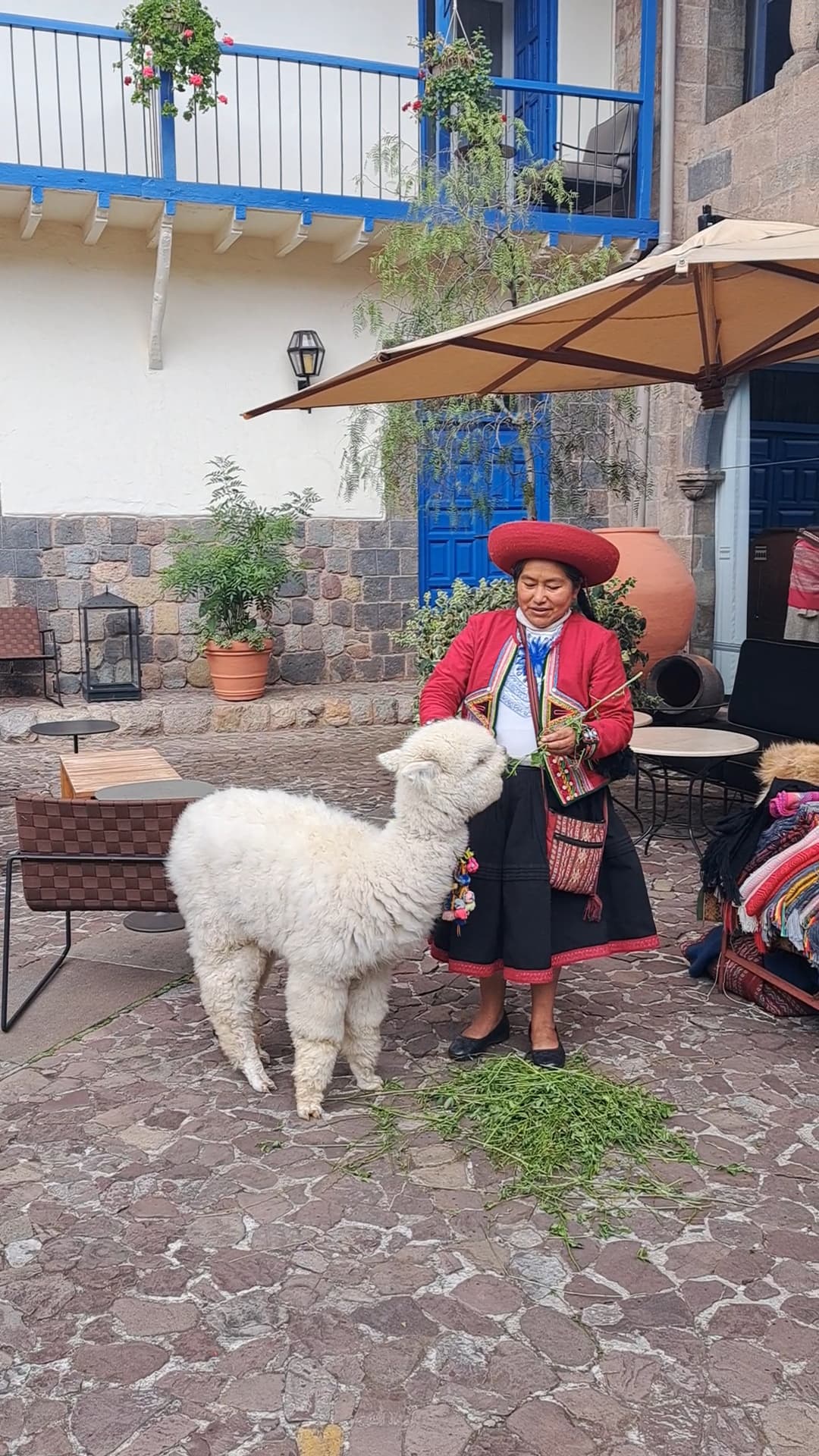 Peruvian lady in traditional dress standing in a courtyard feeding a white llama