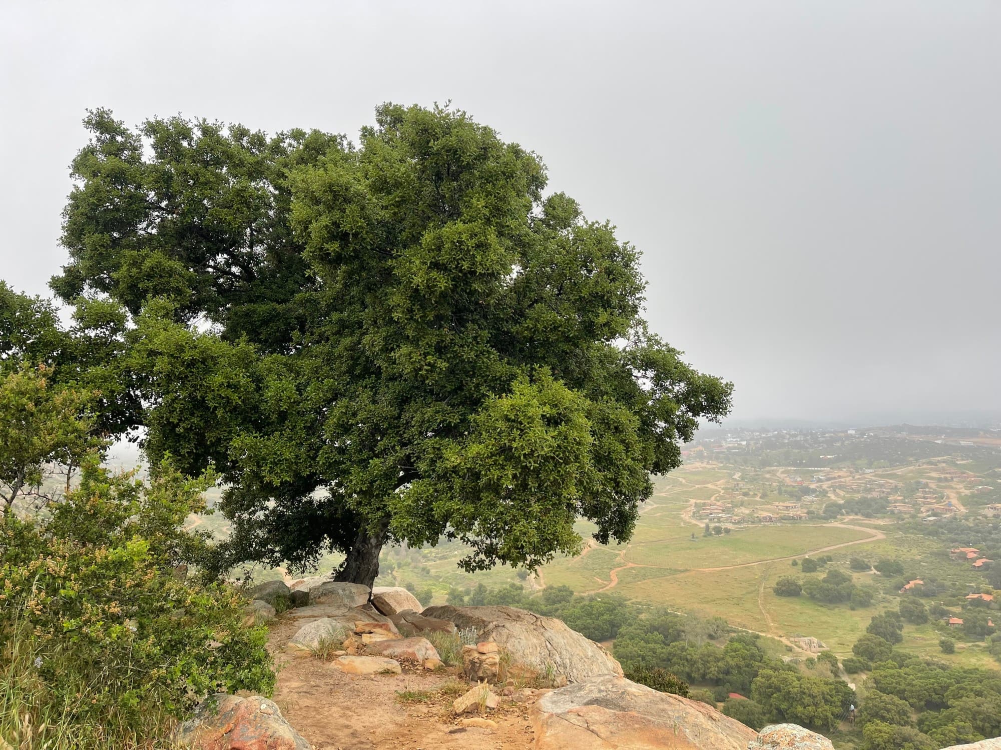 A tree on a hillside with a view of the valley in the background