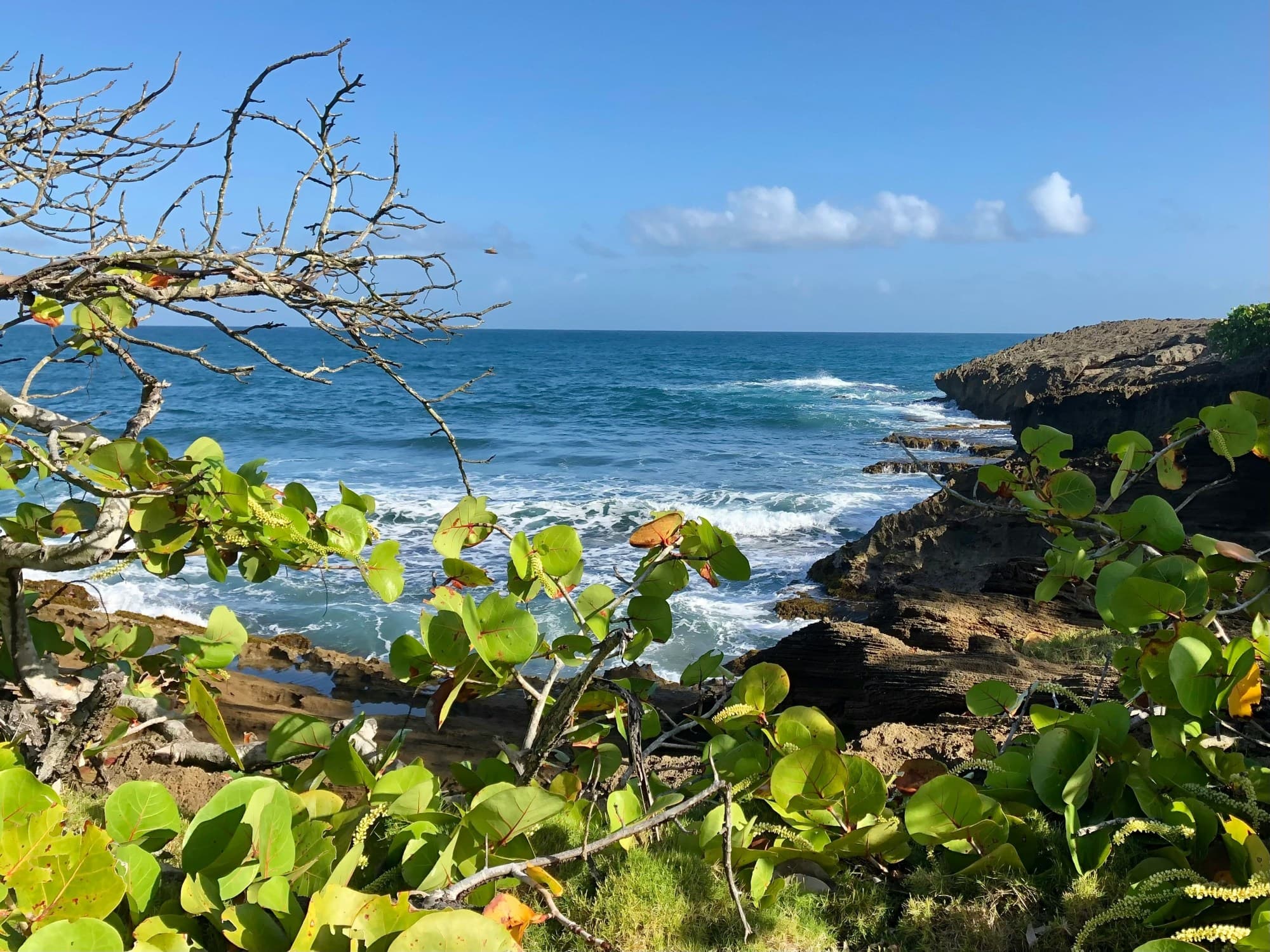 View of the sea through green foliage on a cliff