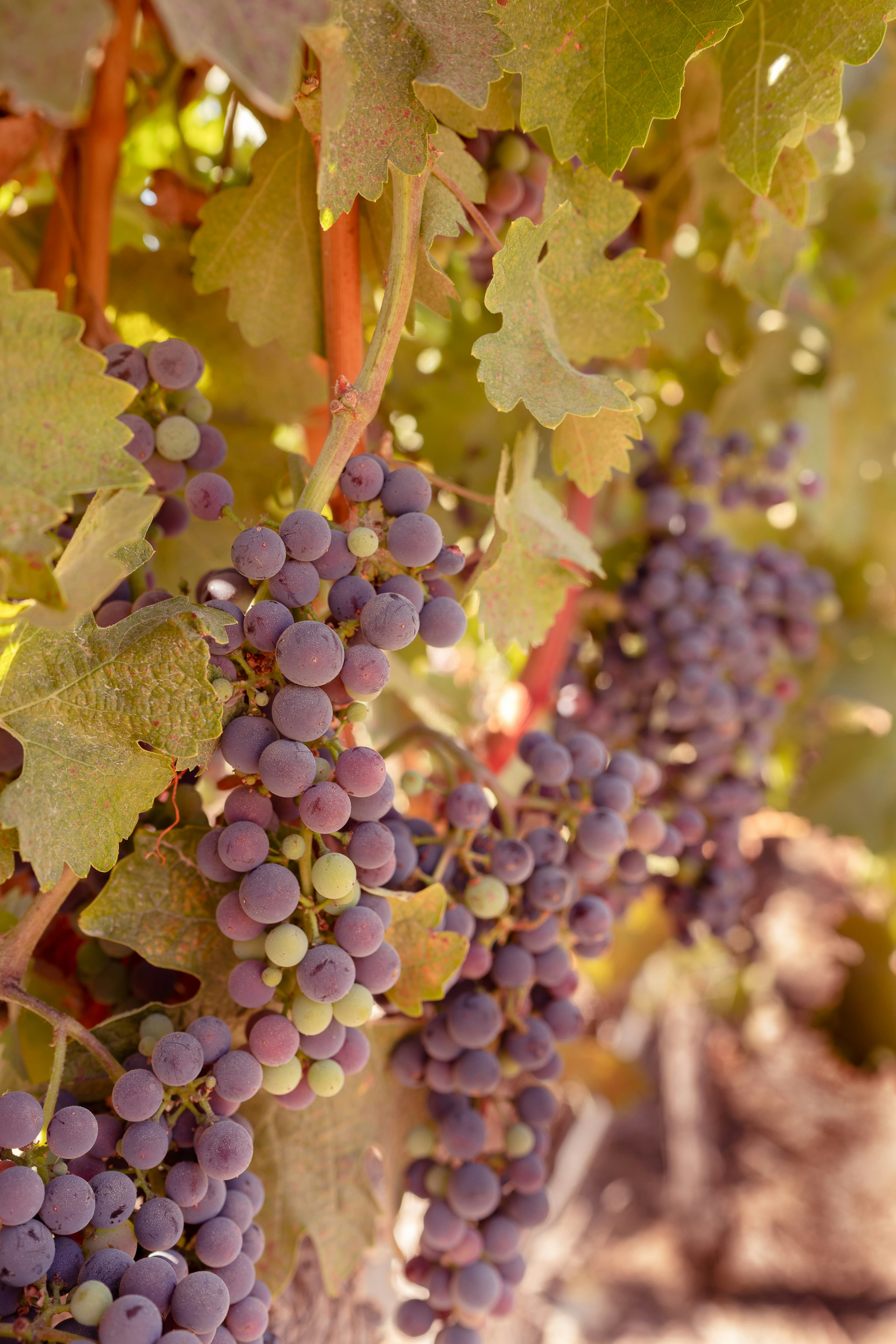 A close-up of purple grapes in a vineyard.