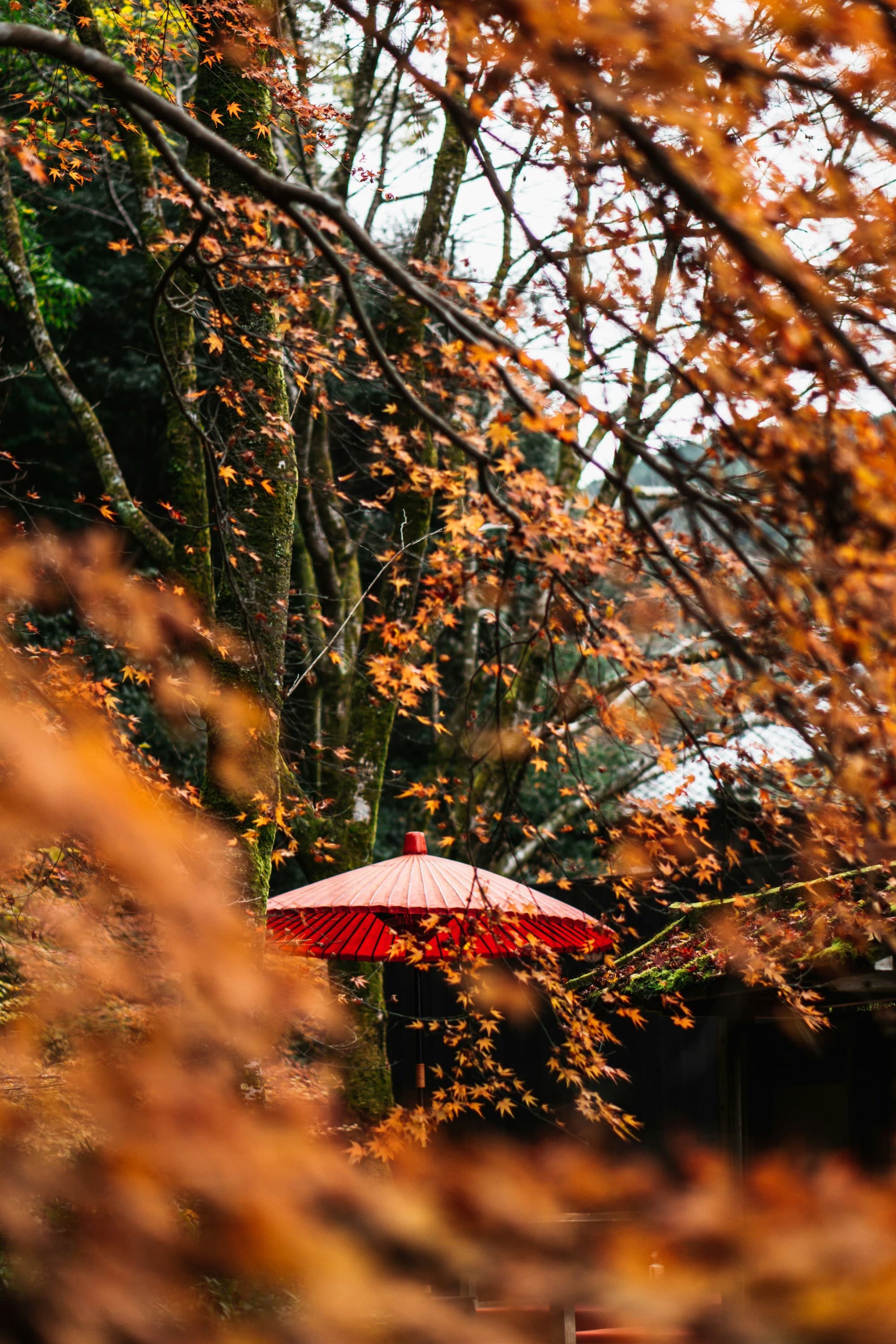 A red umbrella sitting in the middle of a forest of orange colored leaves during Autumn in Japan