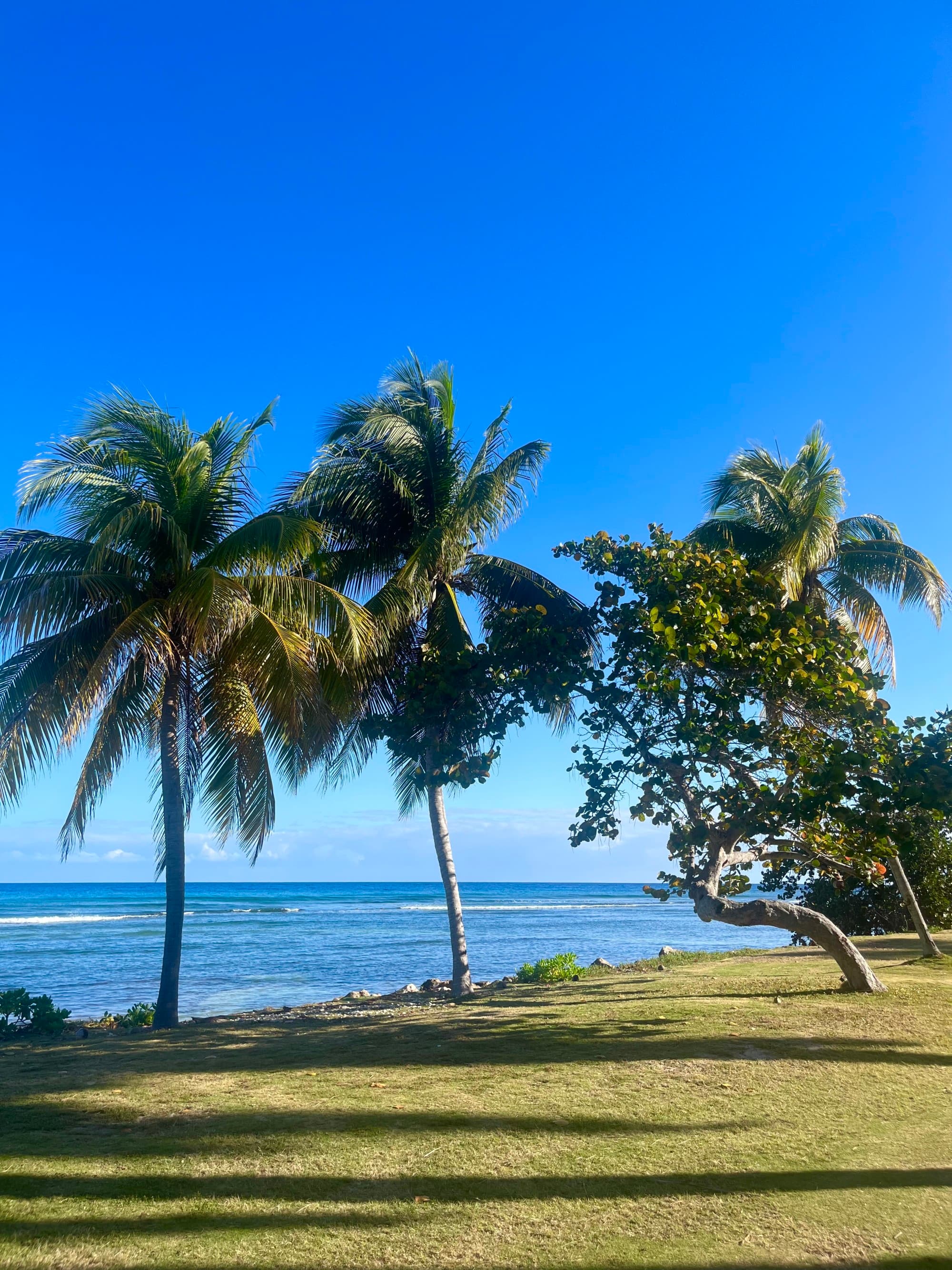 A lawn with palm trees overlooking the ocean.