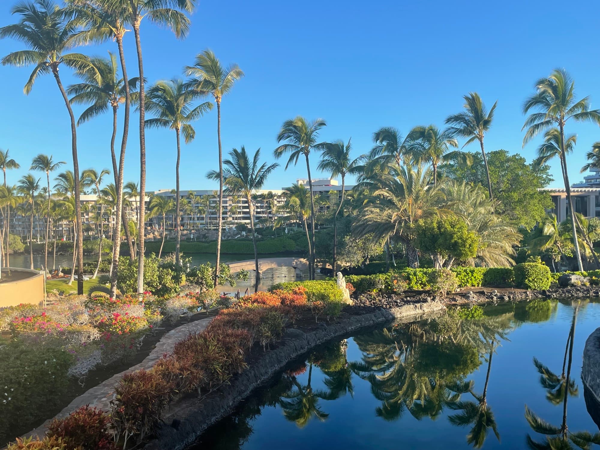 A pong surrounded by palm trees