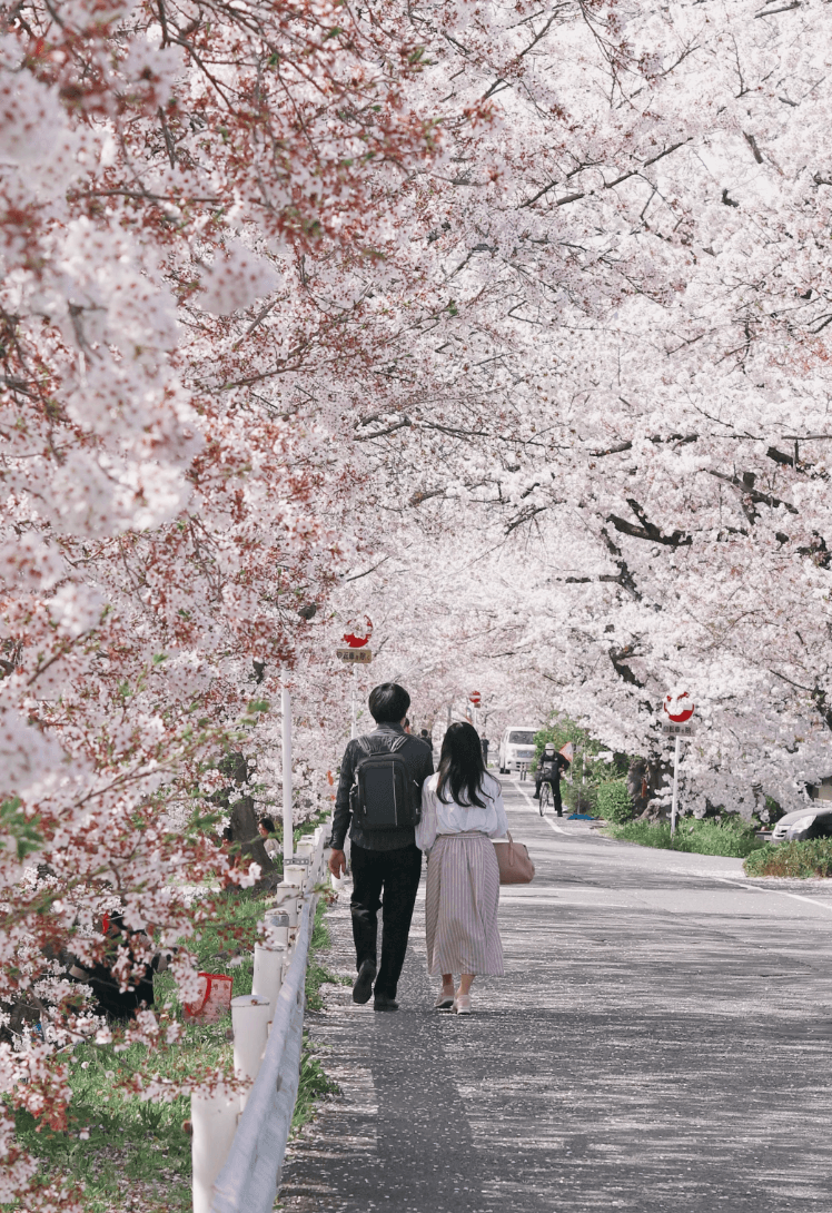 A view of a couple walking side by side surrounded by cherry blossom trees next to a white fence.