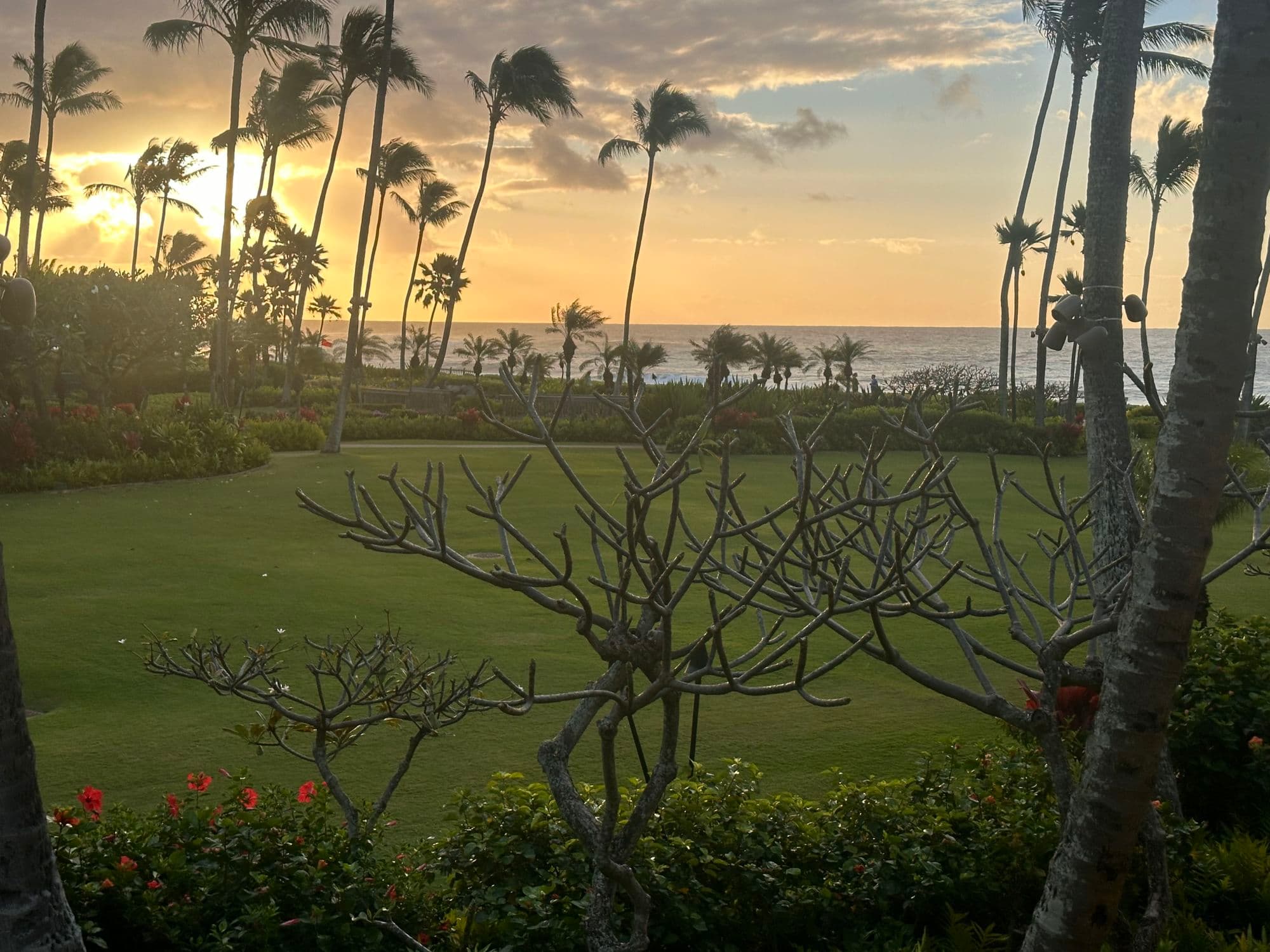 A view of trees in front of a manicured lawn with tall palm trees, a body of water and a golden sunset in the background.