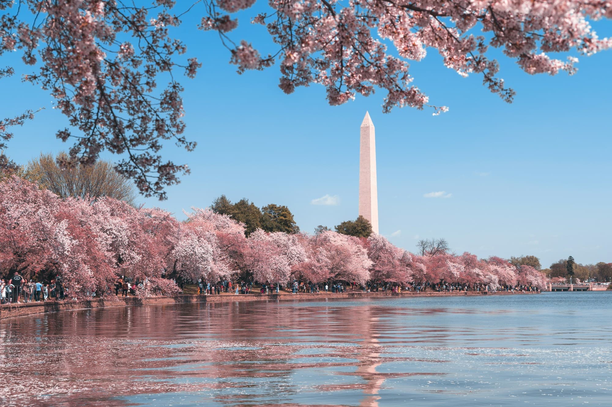 Beautiful lake with pink flower trees on the edge