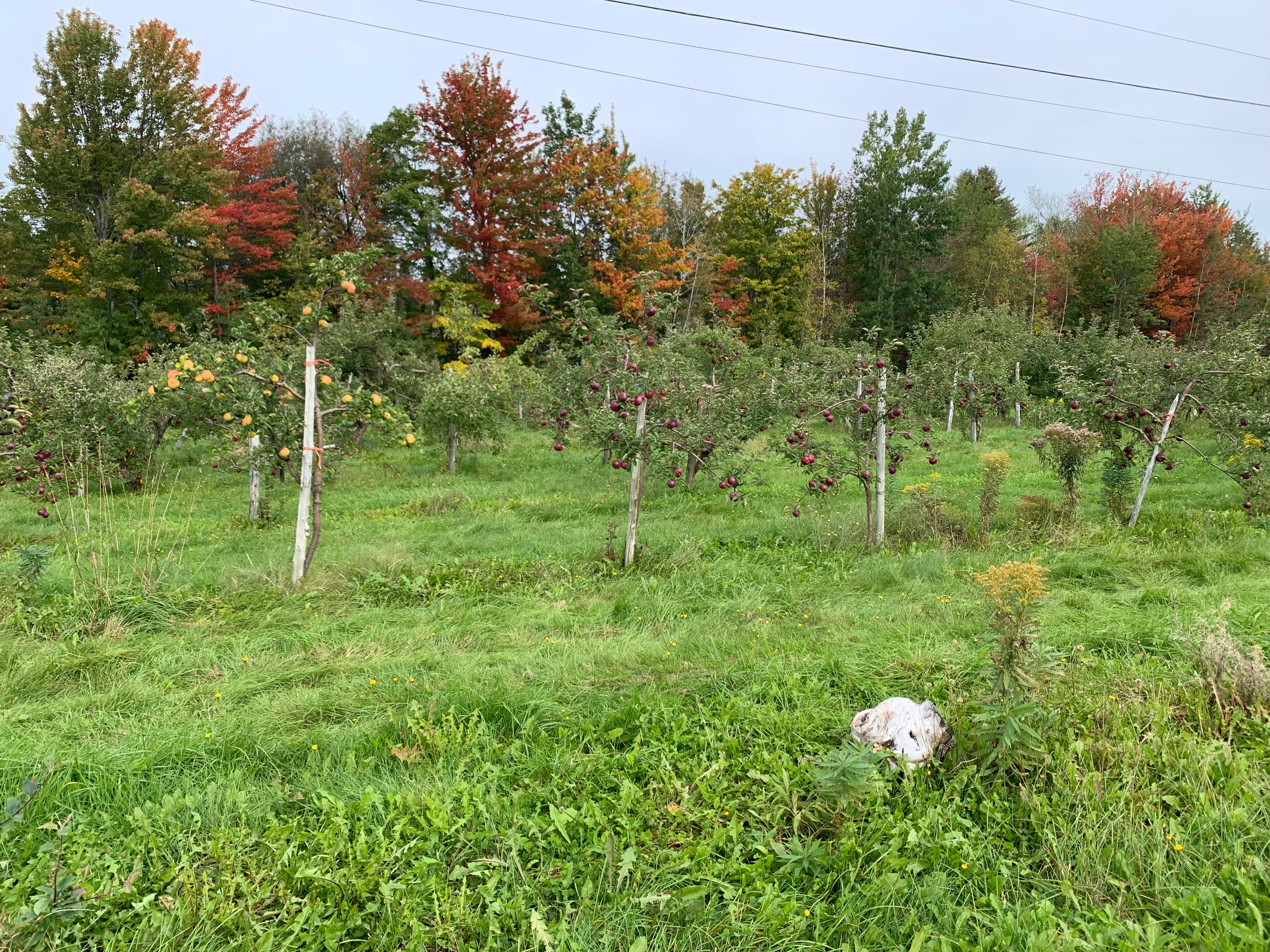 View of green valley