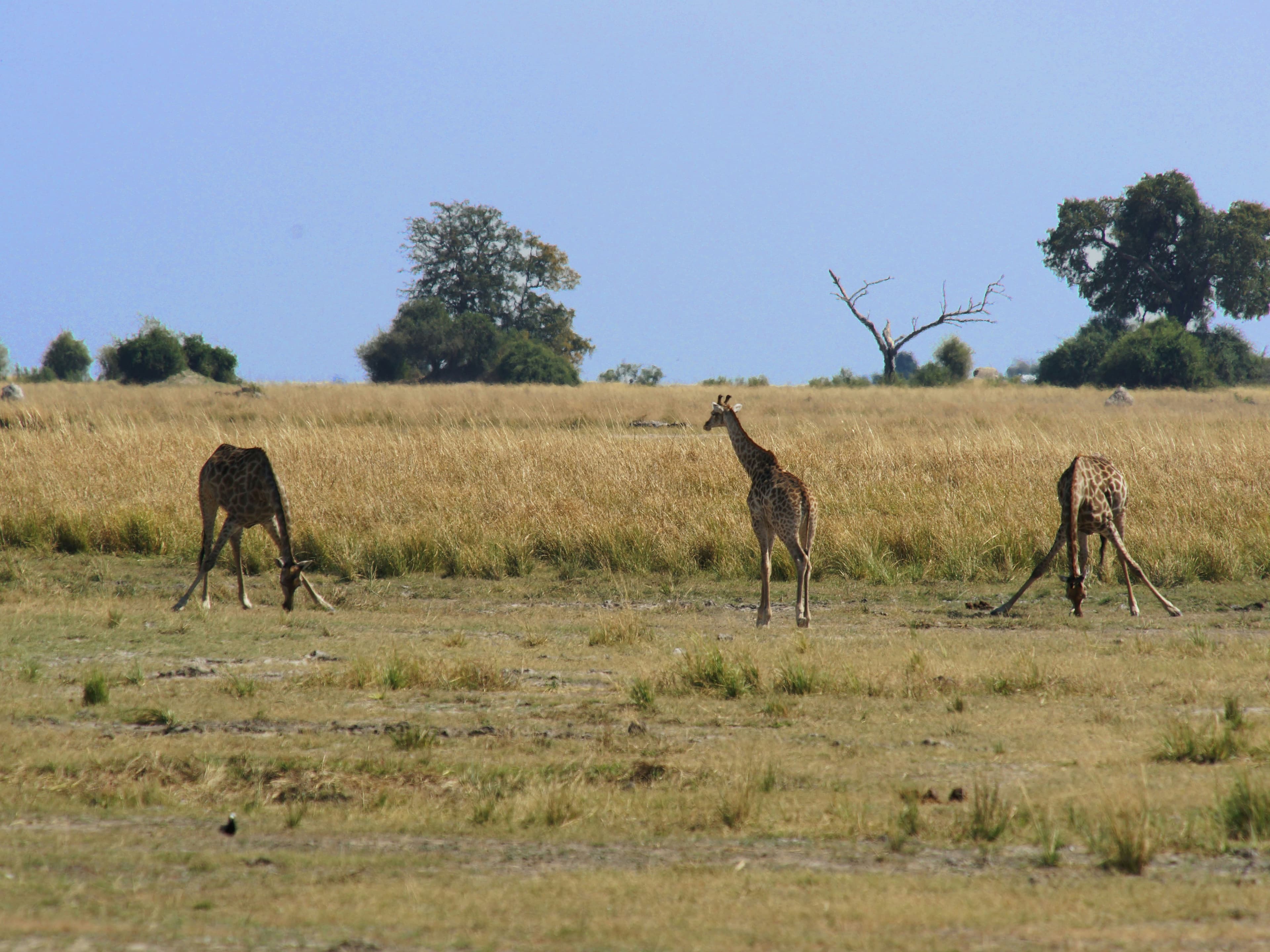 Three giraffes grazing in a savannah with trees and a clear sky in the background.