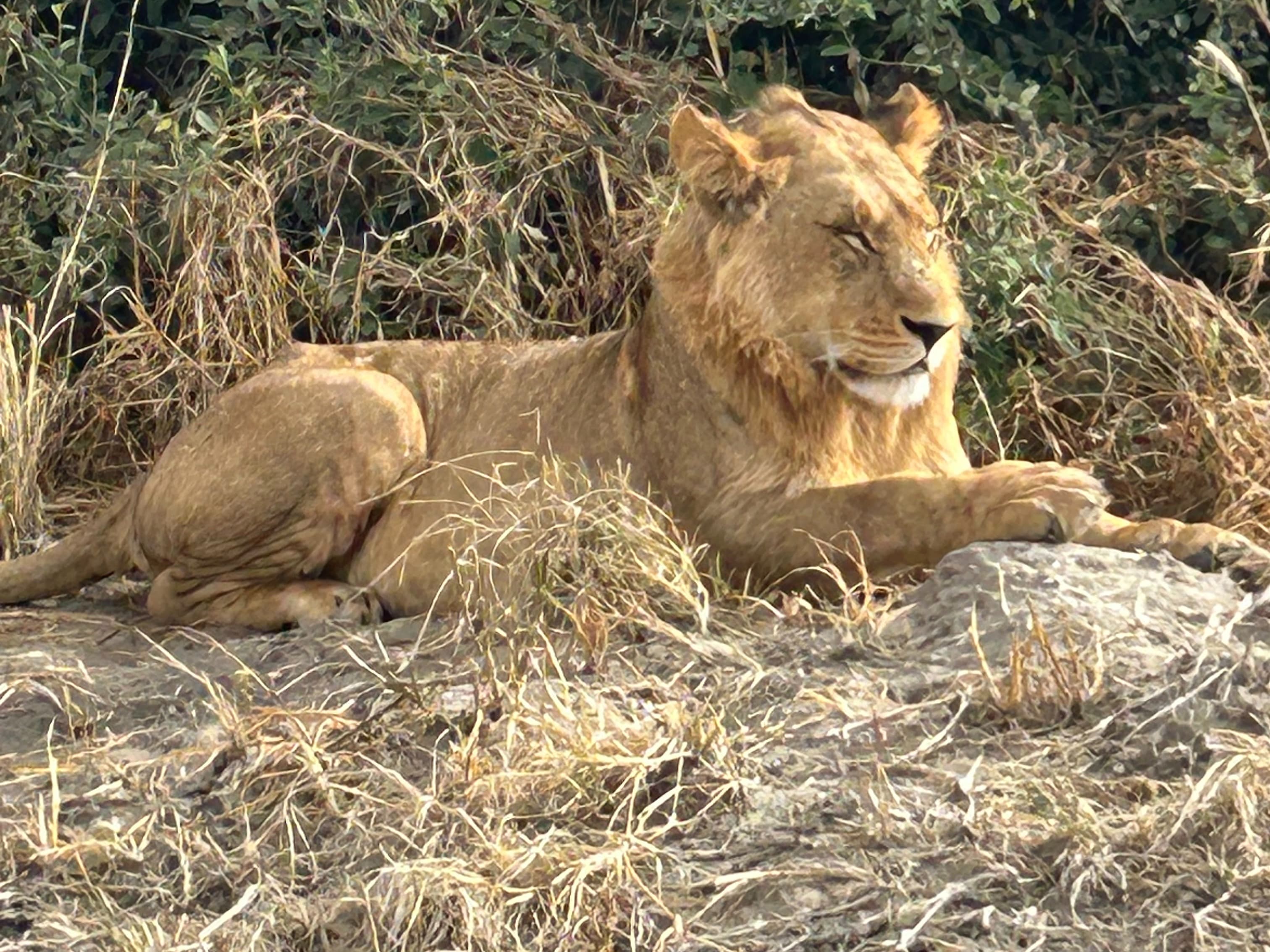 A lioness lying in the grass, camouflaged by her surroundings.