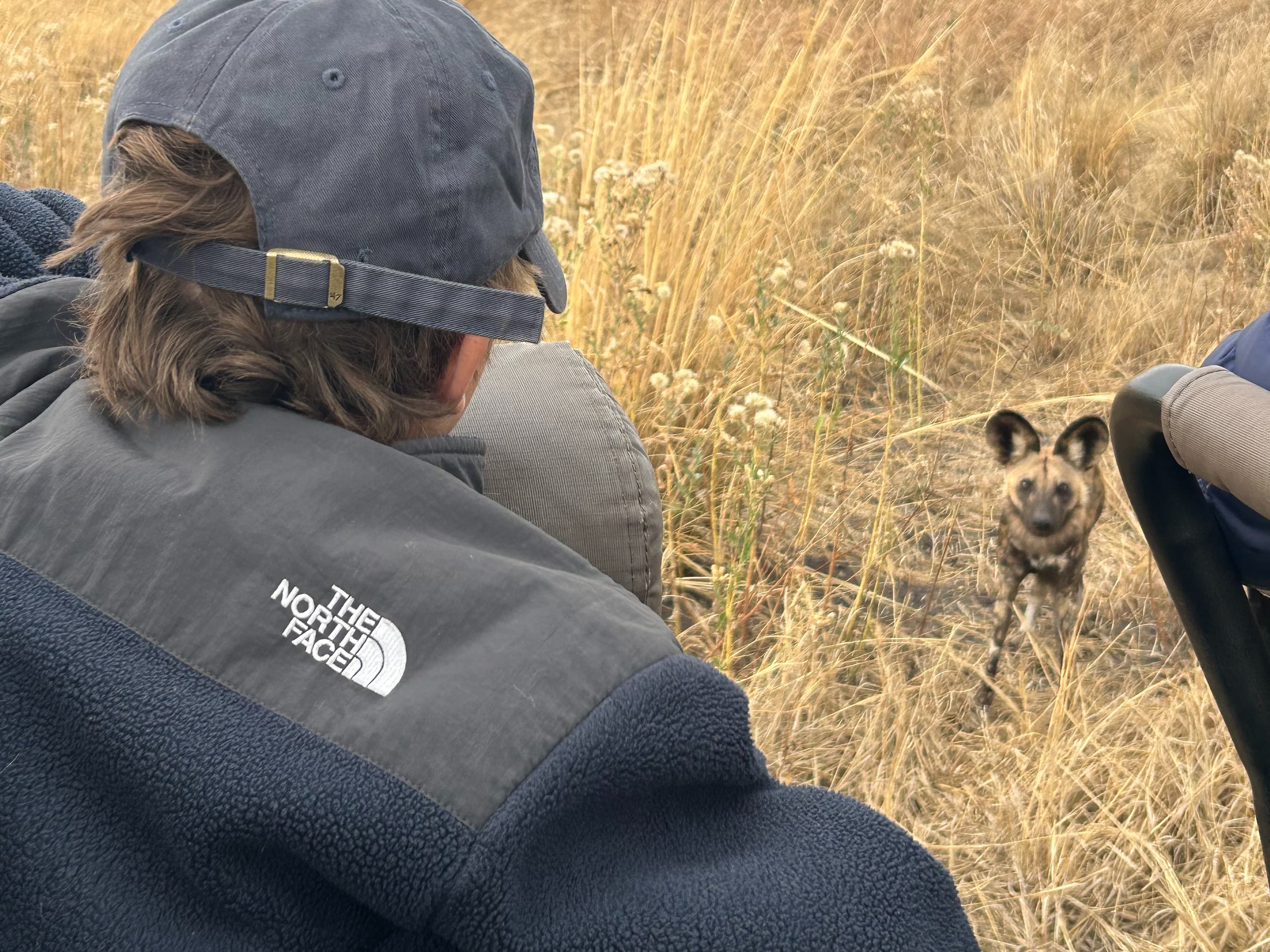A person sits nearby in a field observing wild dog pups.