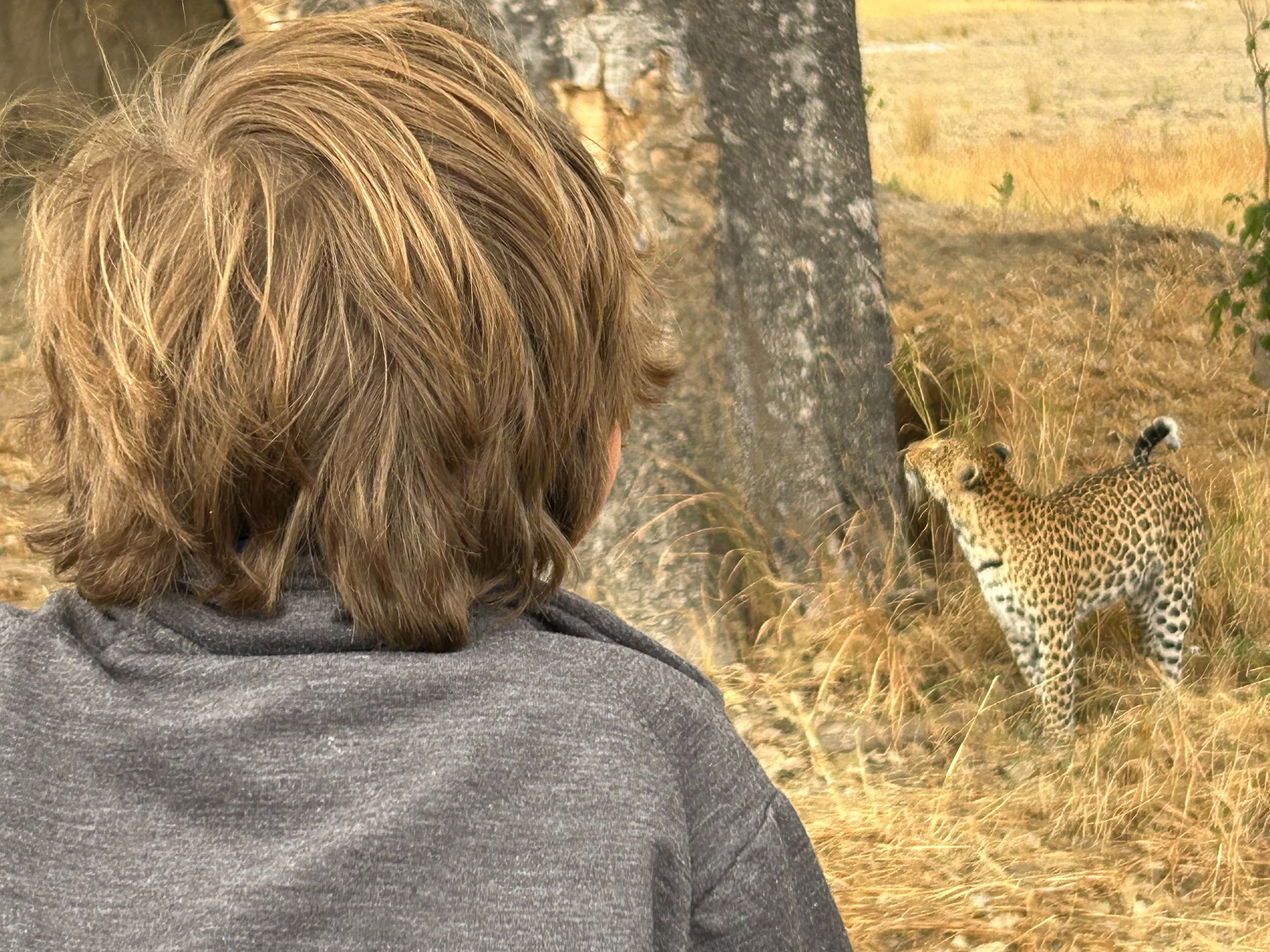 A person observing a cheetah in a natural grassland environment.