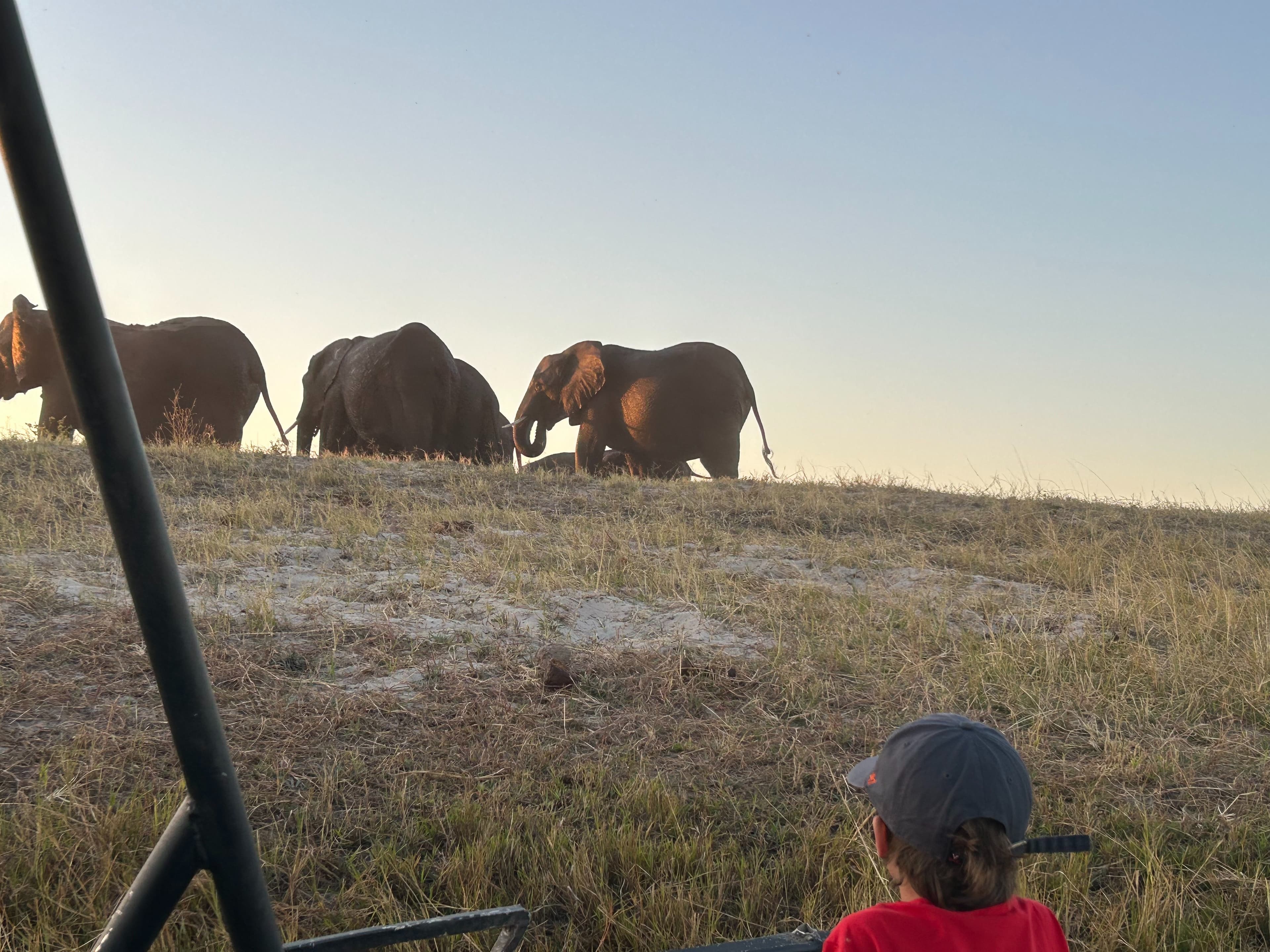 A group of elephants in the wild viewed from behind a fence, with a person in the foreground.