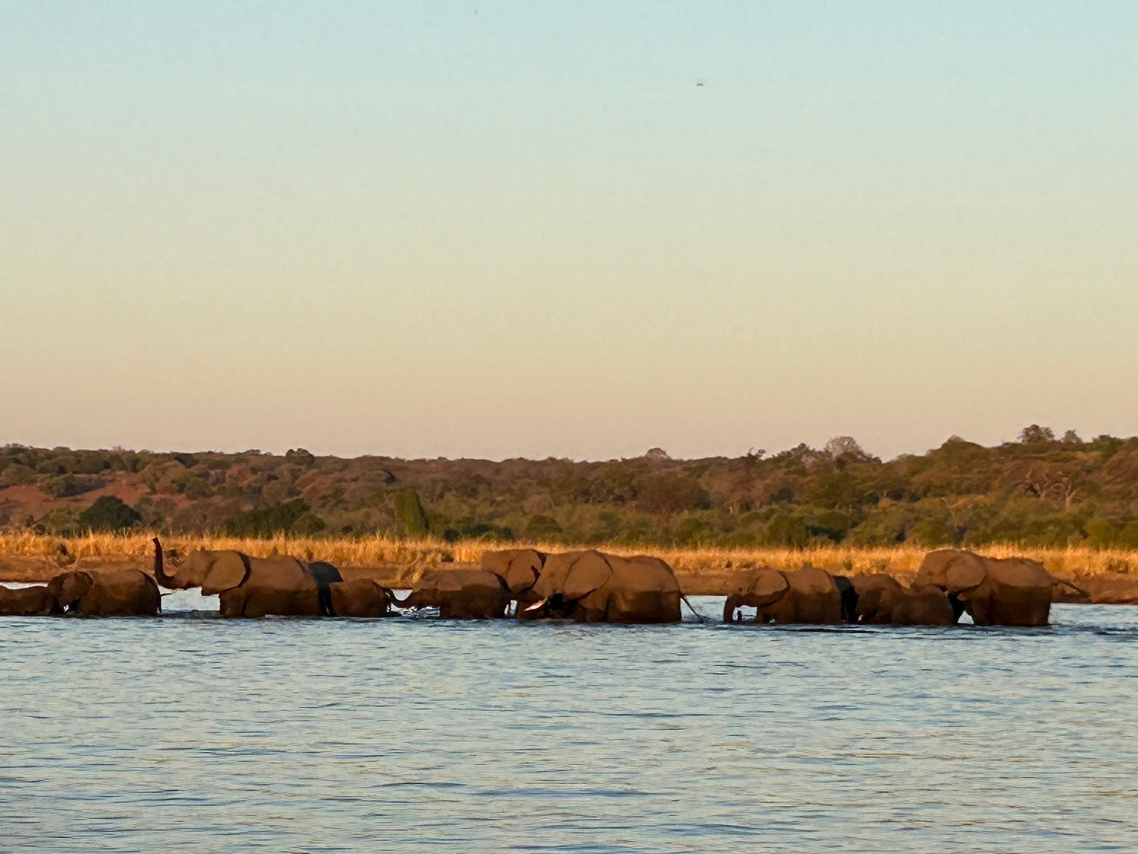 A line of elephants crossing a river with birds on their backs and trees in the background.