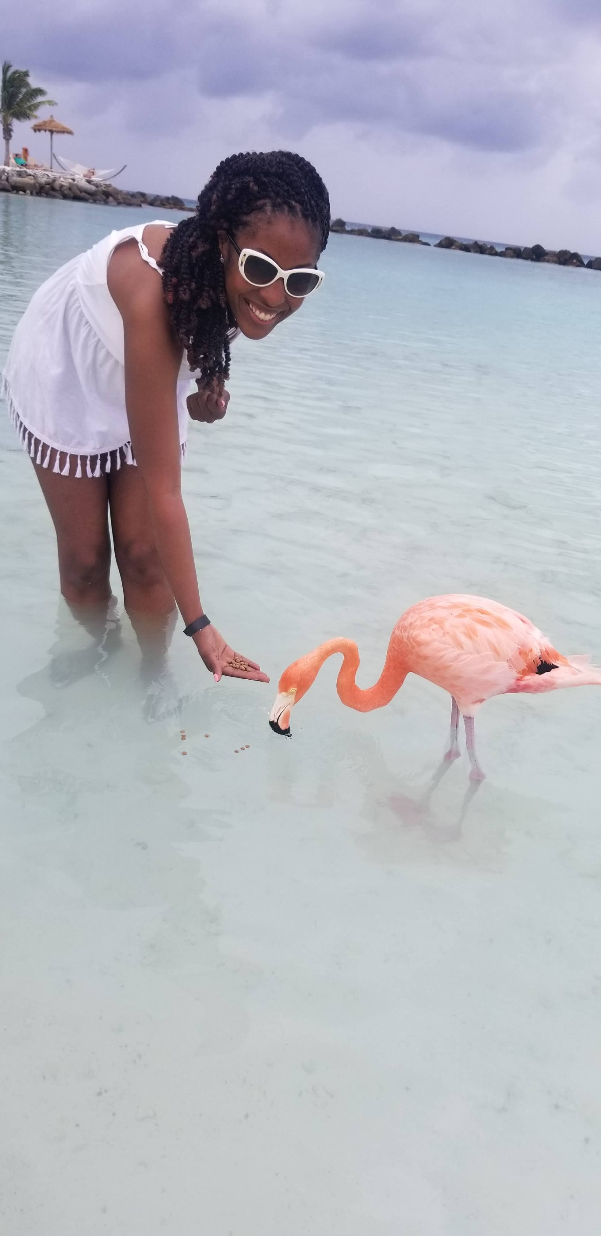 Advisor and a flamingo in shallow ocean water