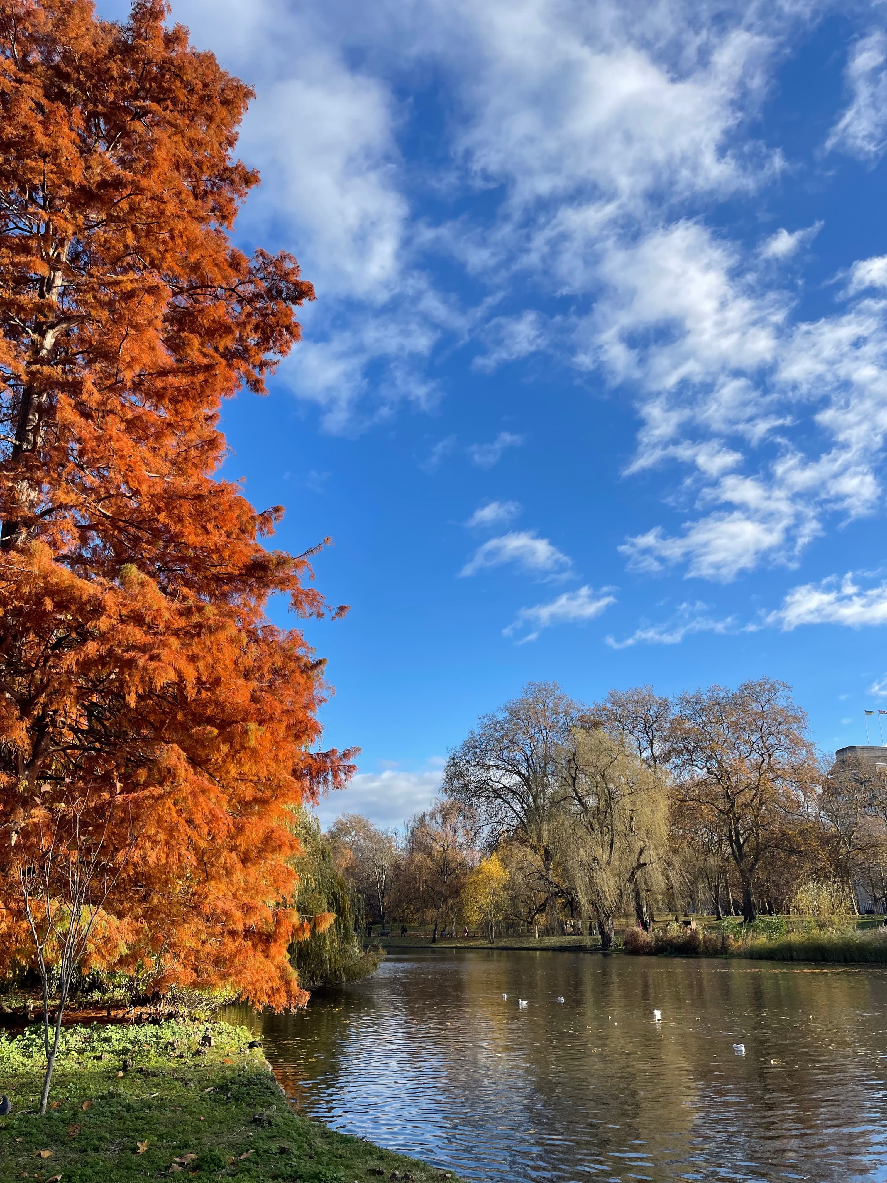 Beautiful view of a lake in London and a large tree with orange leaves