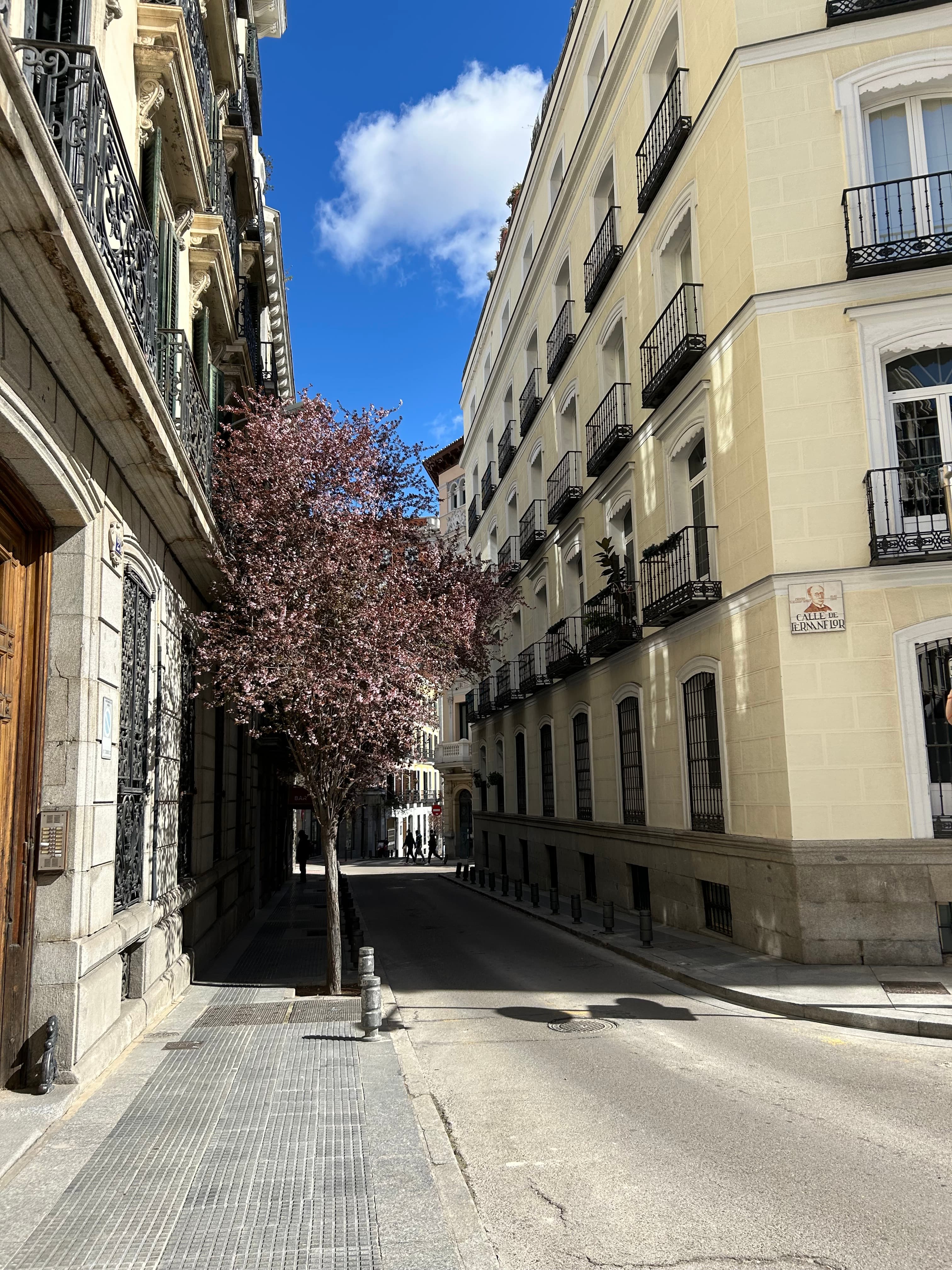 Beautiful view of street with pink-flowered tree and old building with black balconies