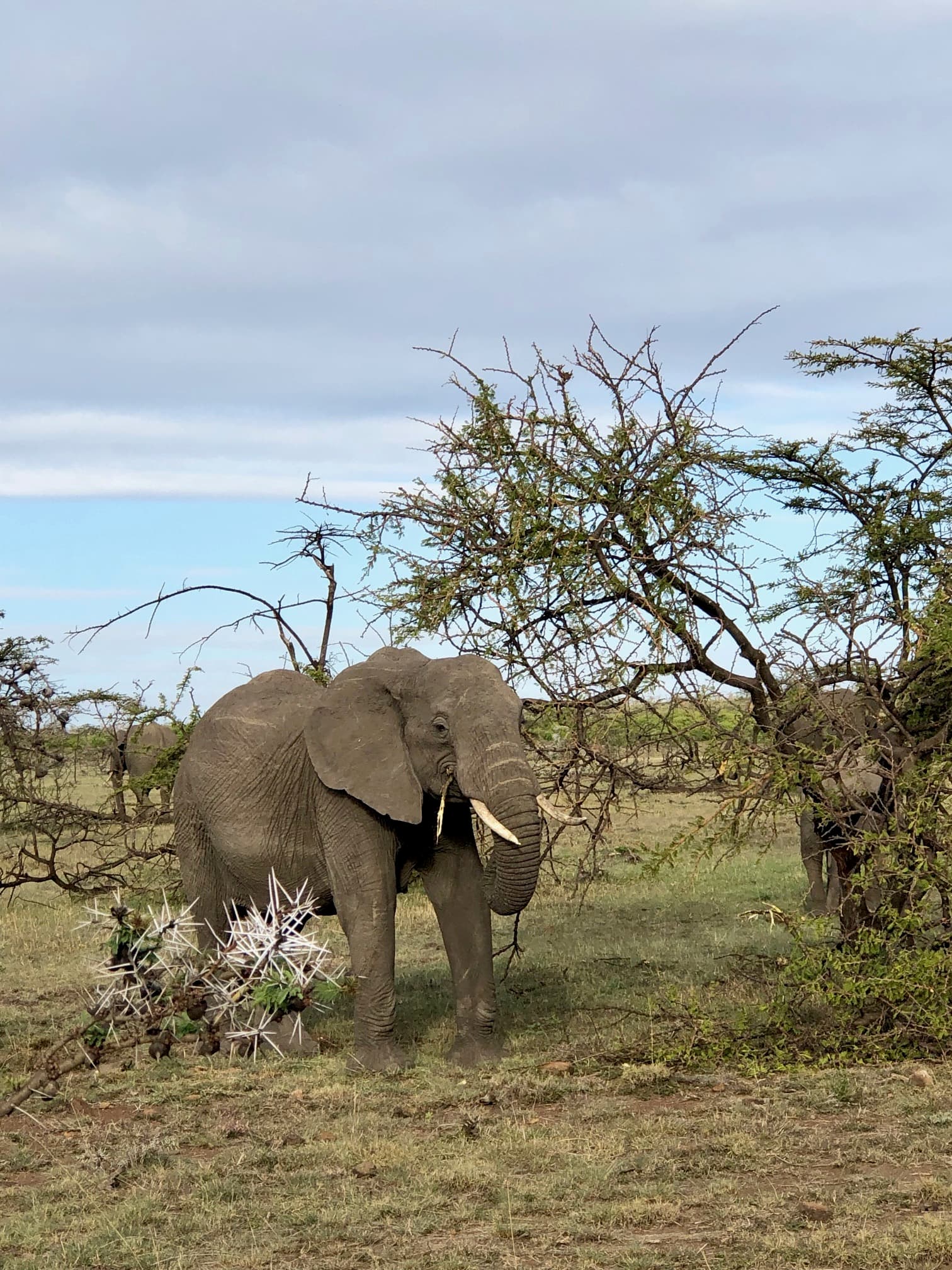African bush elephant in the wild