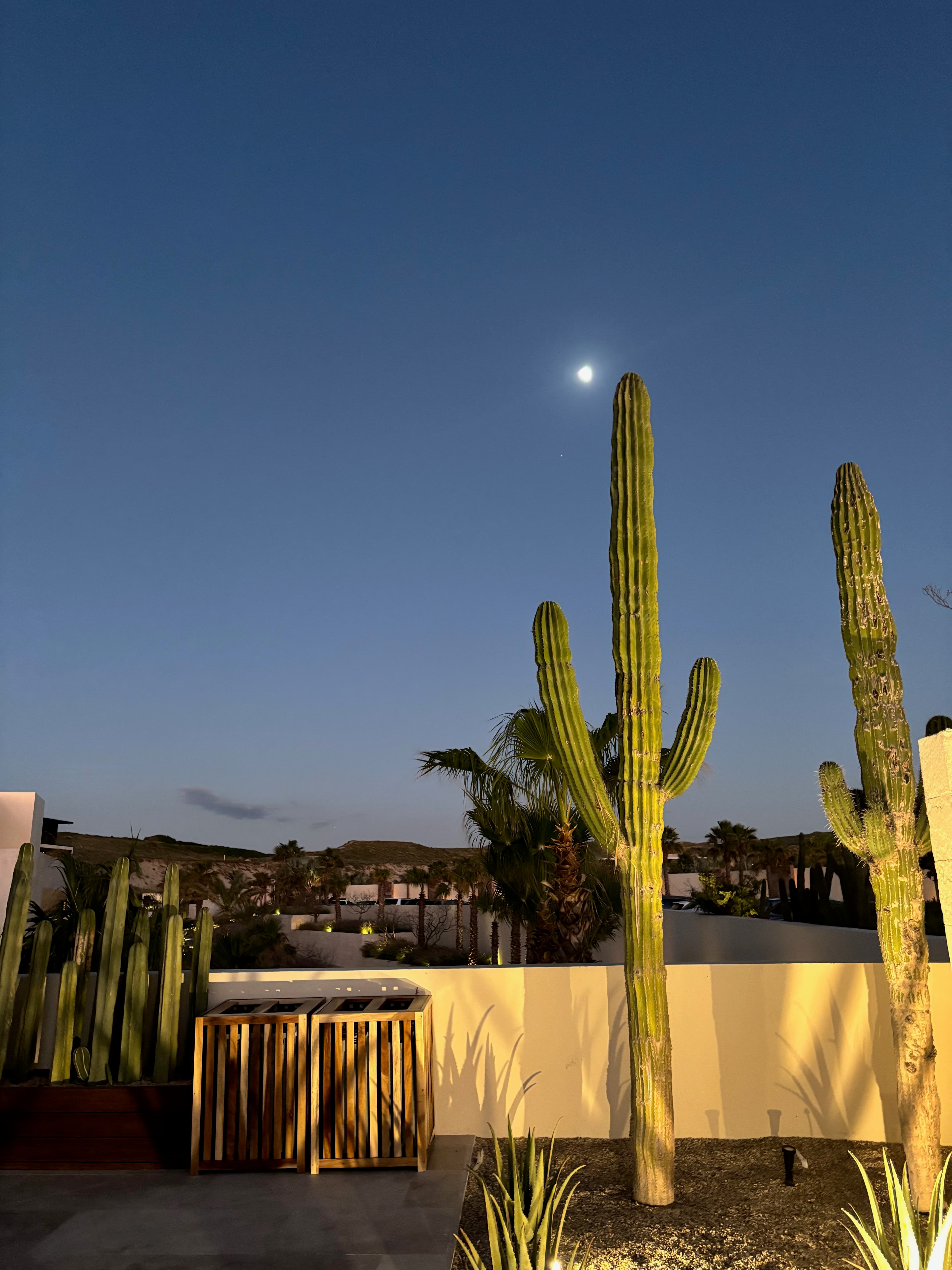 View of cactus plants