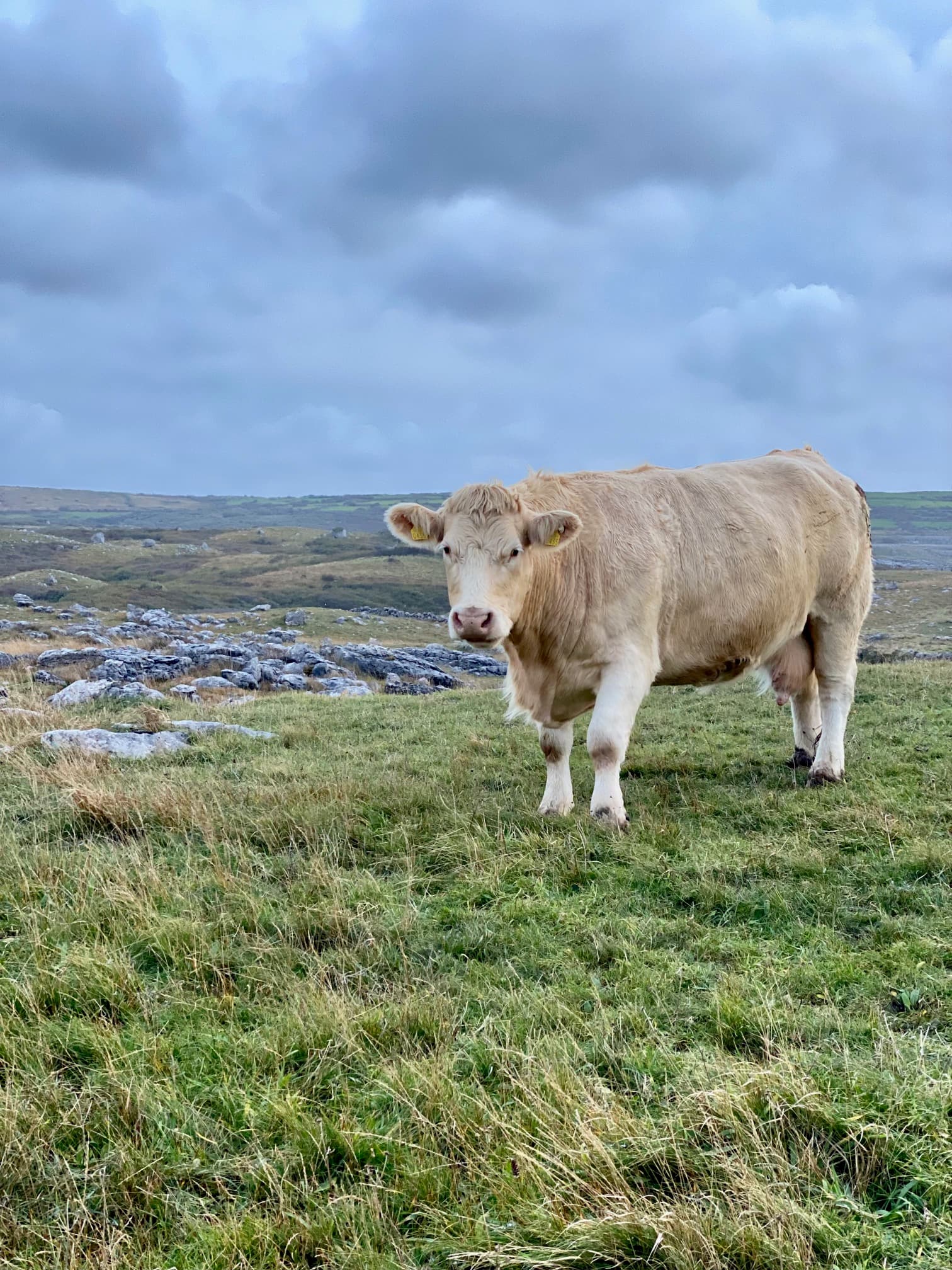 A brown cow in a field on an overcast day
