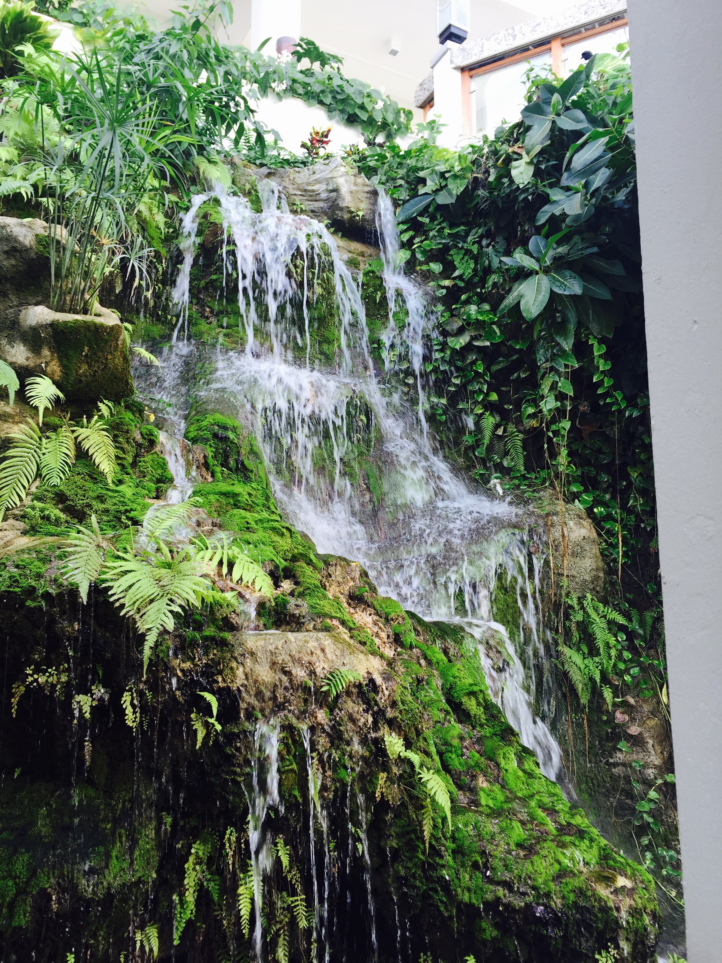 View of a small waterfall coming down the side of a hill with green shrubs and bushes growing