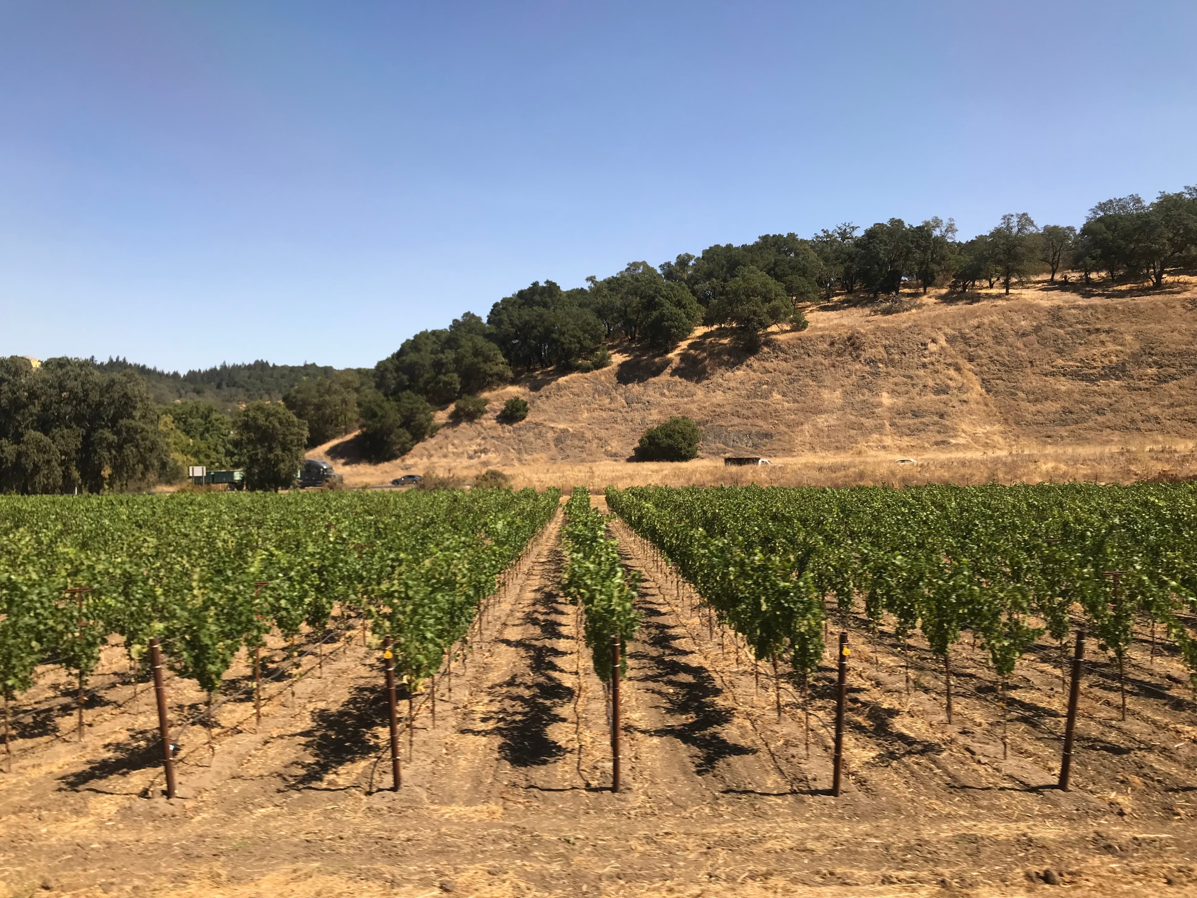 View of a vineyard with hills and trees behind